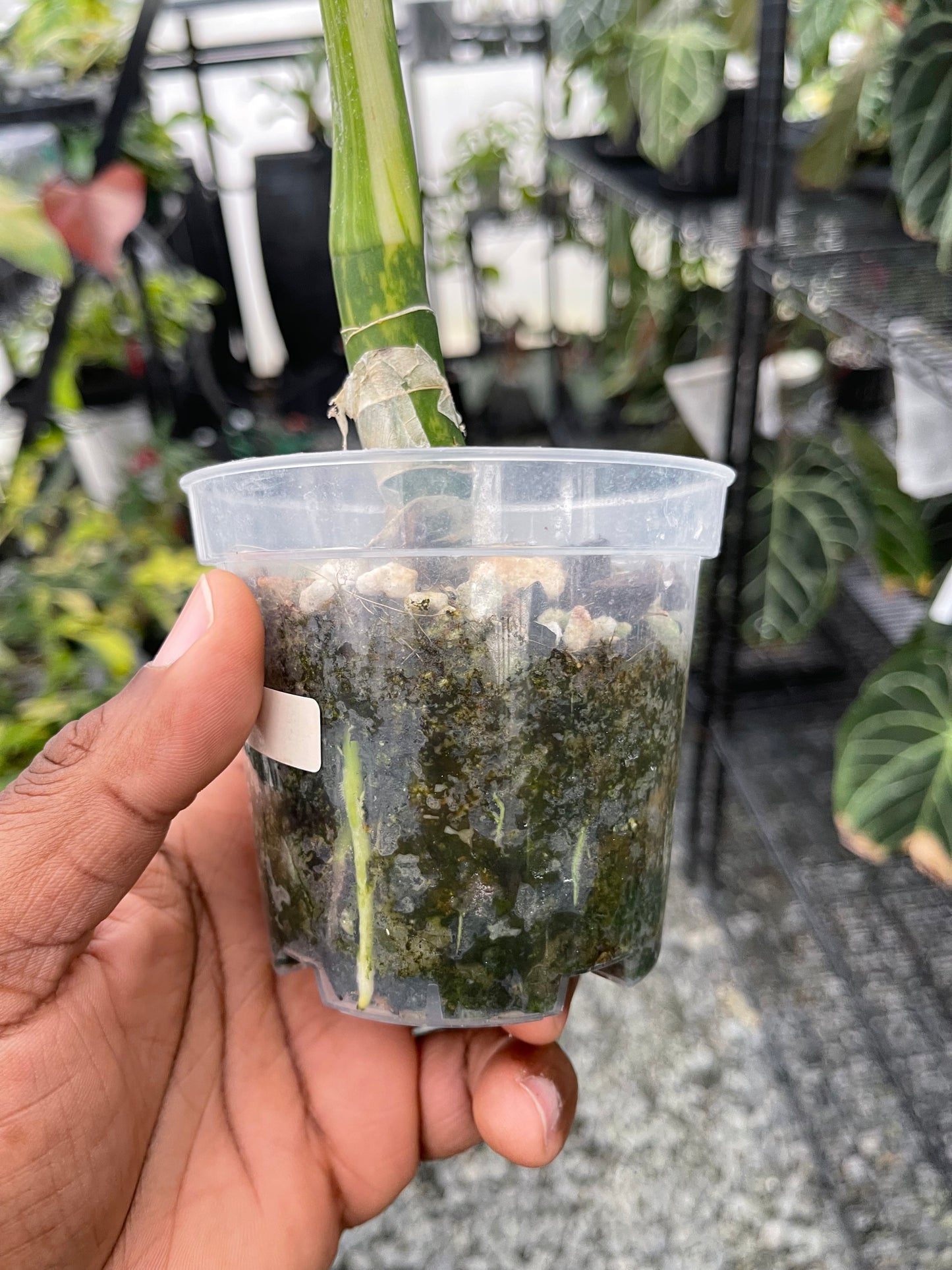 Dieffenbachia Big Ben