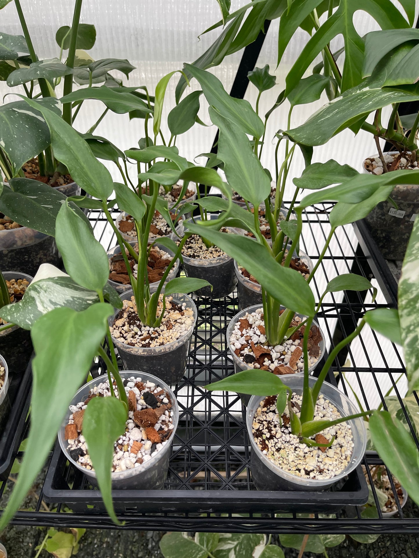 Monstera Burle Marx Flame TC- Grower's Choice