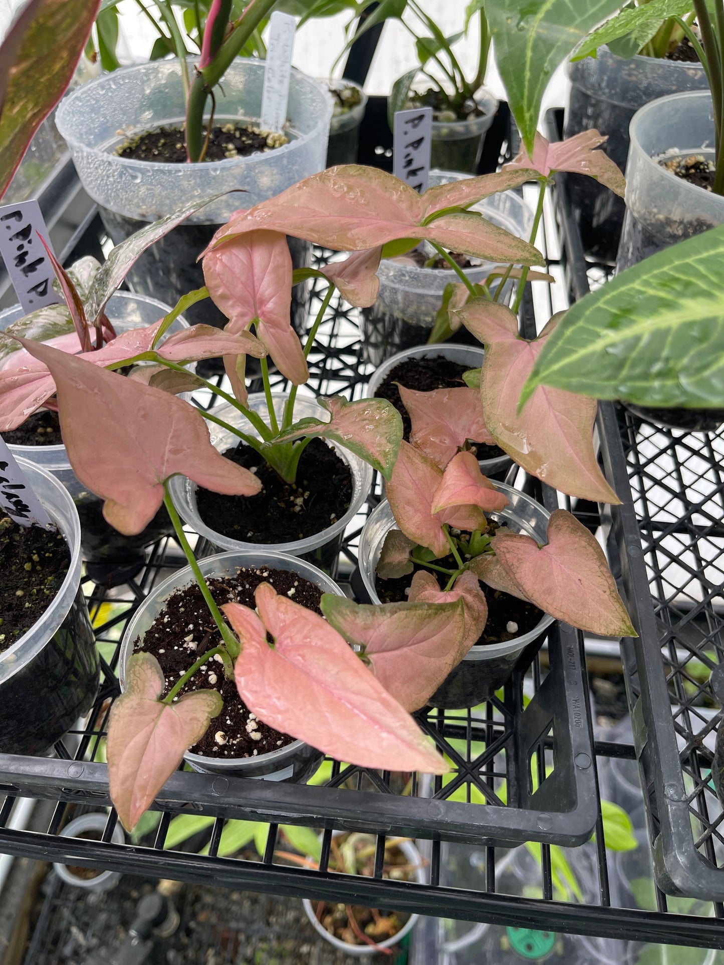 Syngonium Pink( Reverted Tricolors)- Grower's Choice