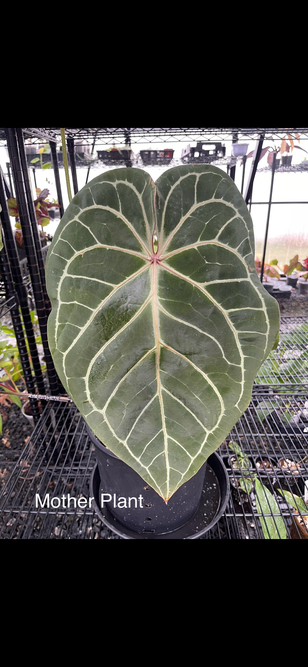Anthurium Tim Anderson Cinnamon Swirl x Tim’s Black x Self- Grower’s Choice