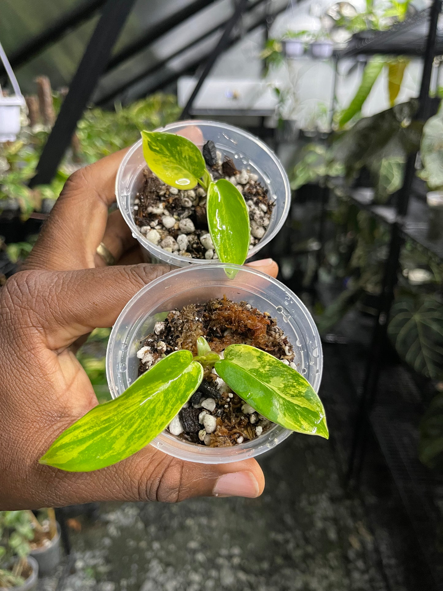 Philodendron Florida Beauty (Rooted Node)-Grower’s Choice