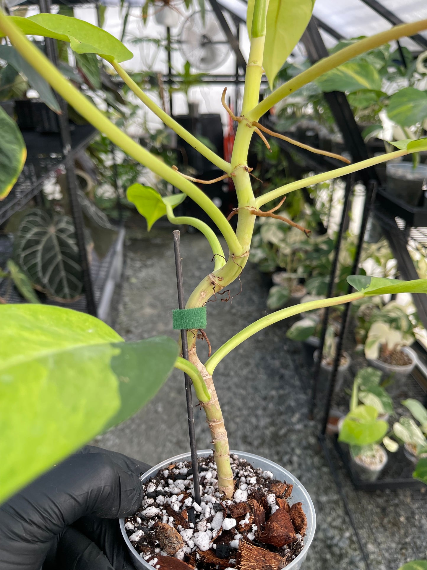 Philodendron Thai Sunrise