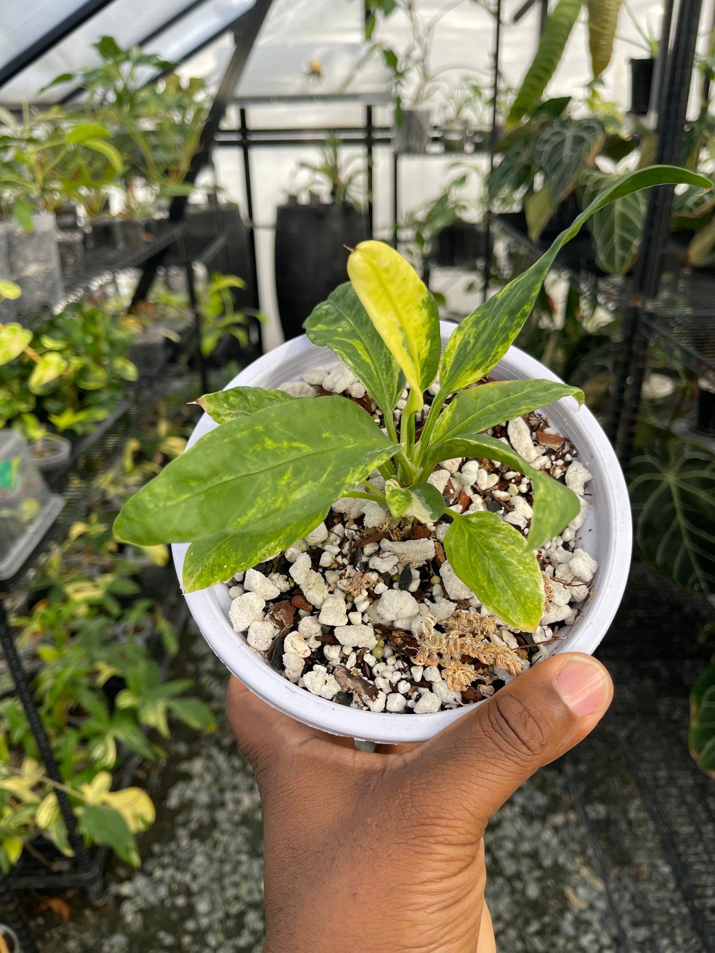 Anthurium Vittarifolium Variegated