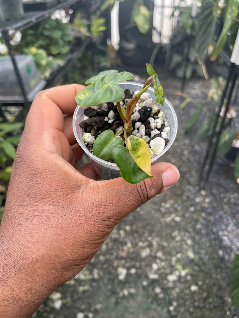 Variegated Philodendron Billietae