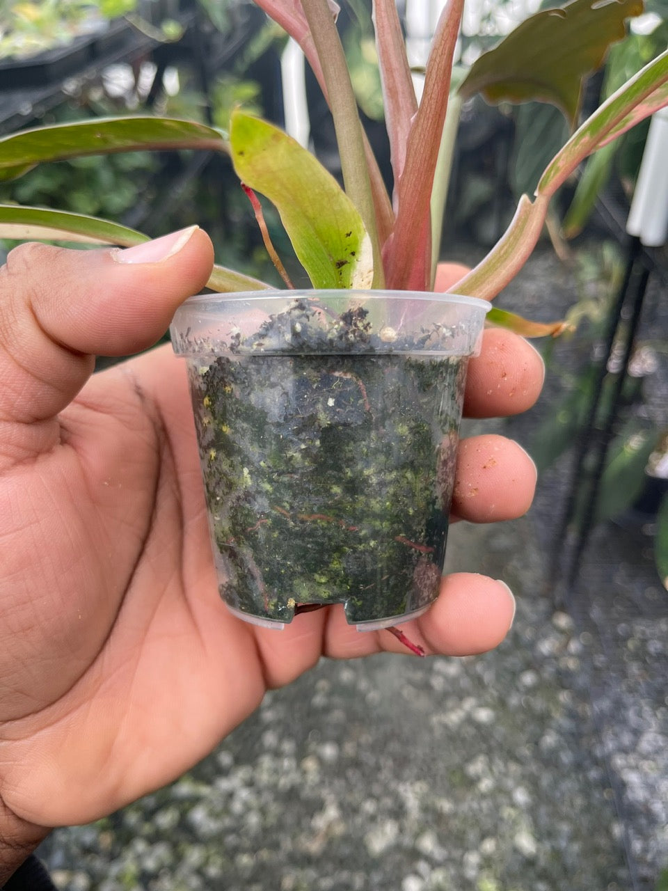 Philodendron Caramel Marble