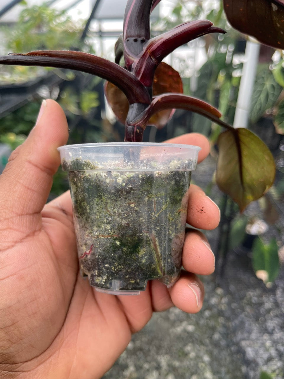 Philodendron Red Anderson