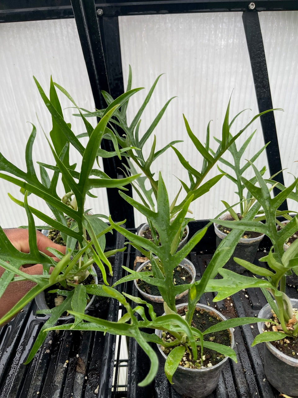 Philodendron Tortum- Grower's Choice