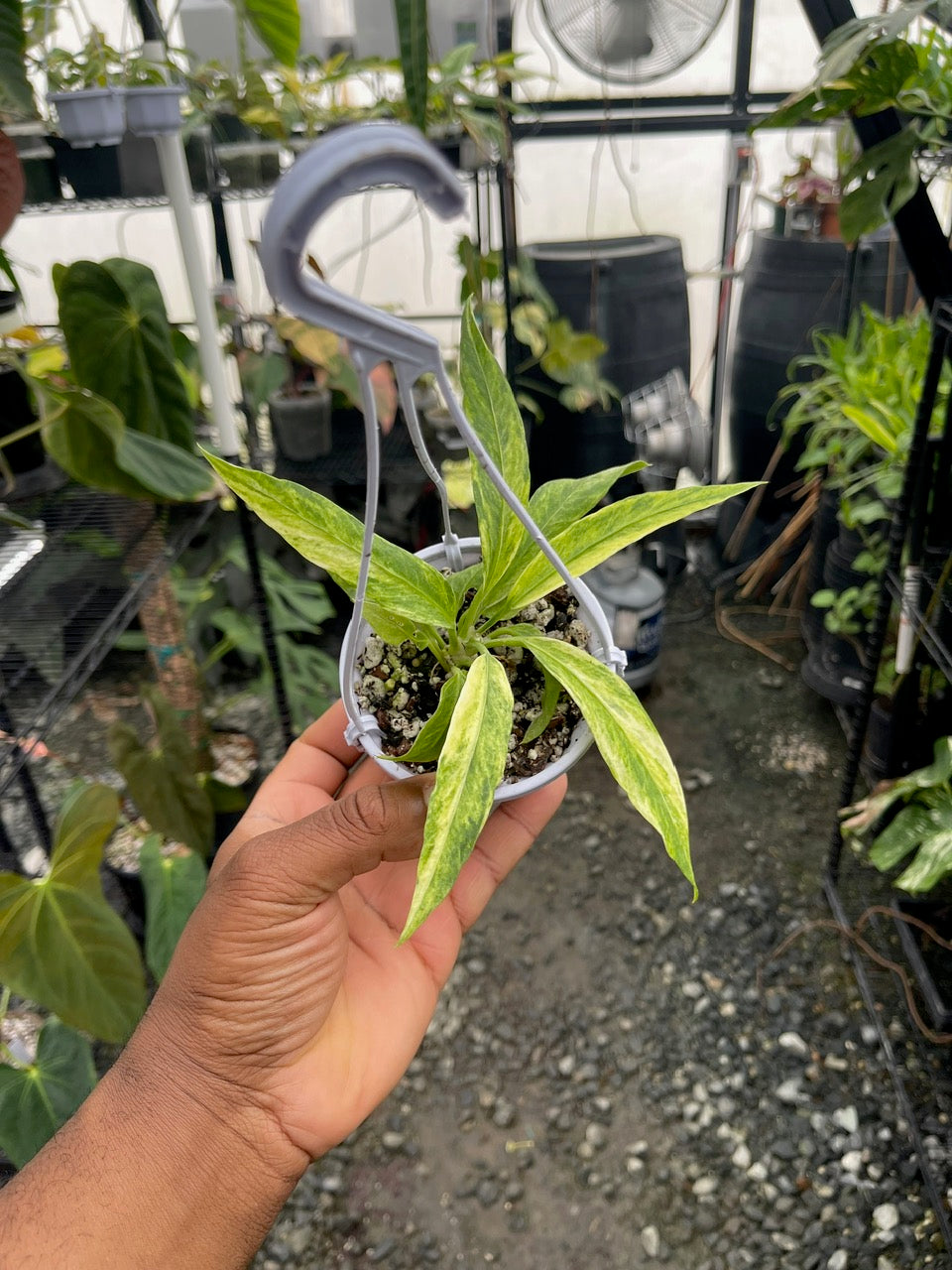 Anthurium Vittarifolium Variegated