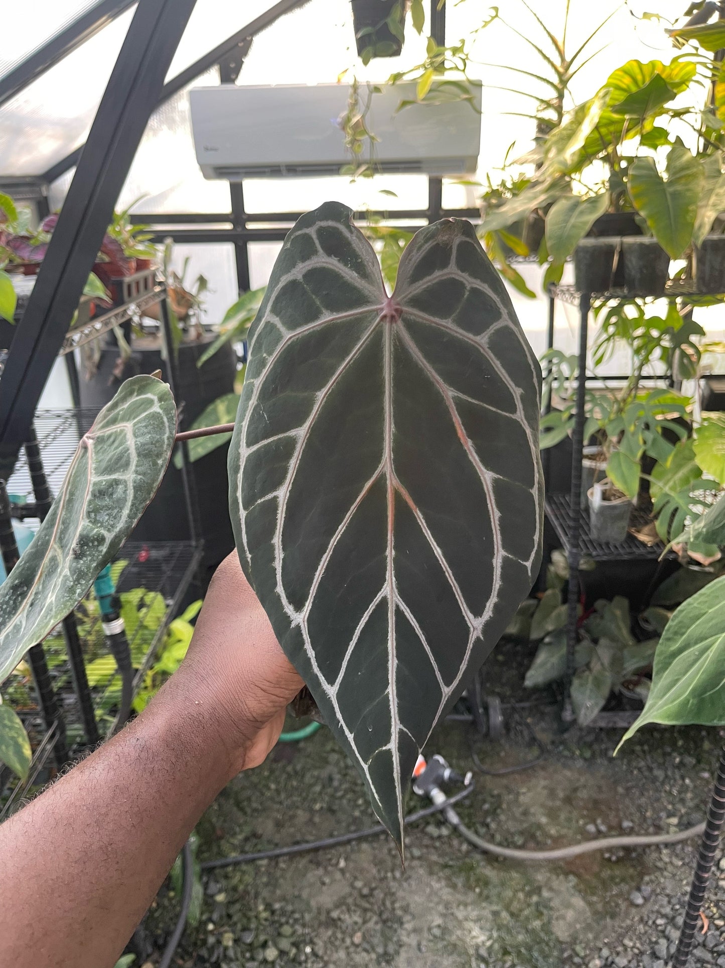 Anthurium Zara F4 (Clone/Offset)
