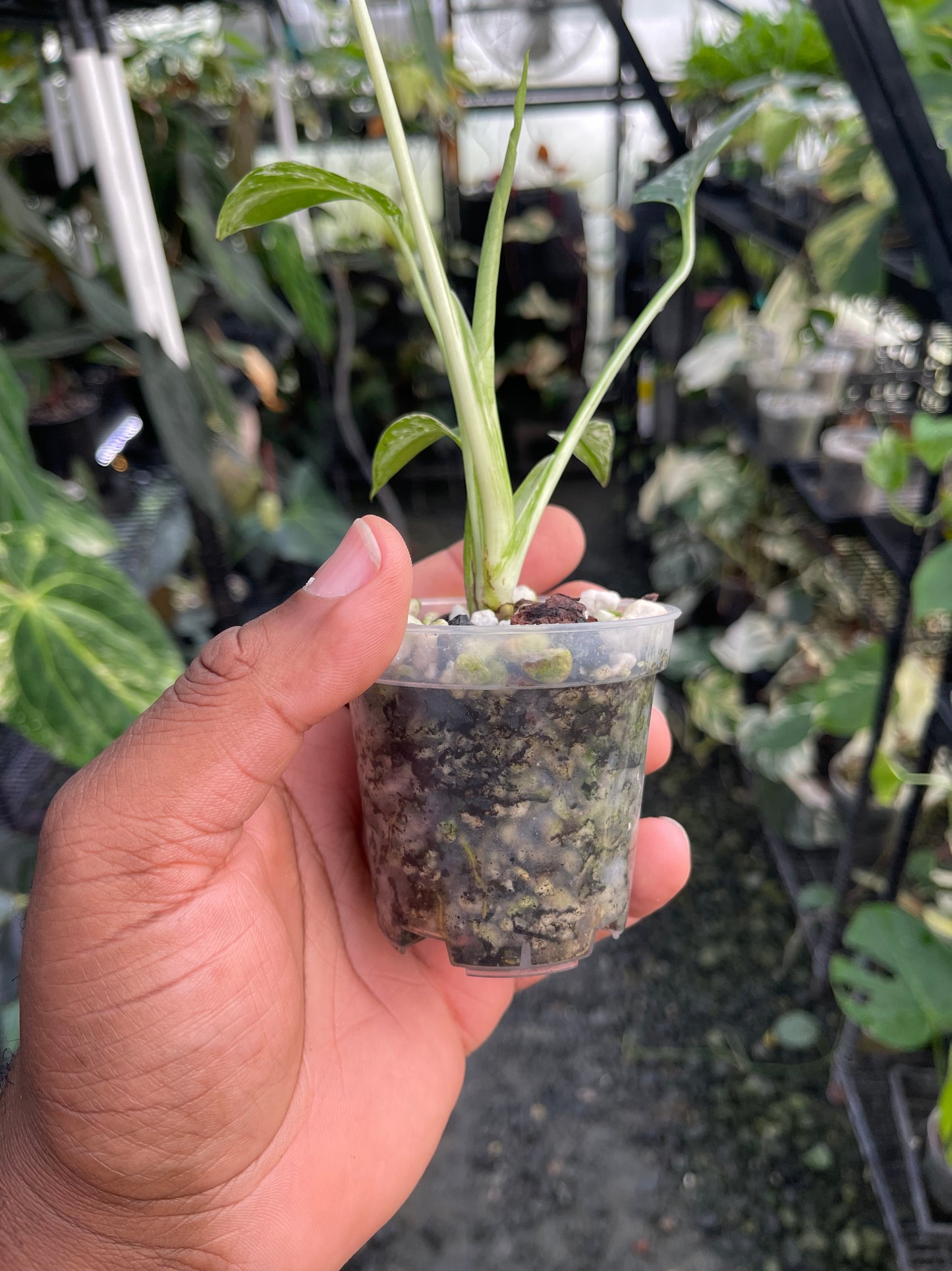 Menta Monstera (Monstruo Blanco) Elección del Cultivador