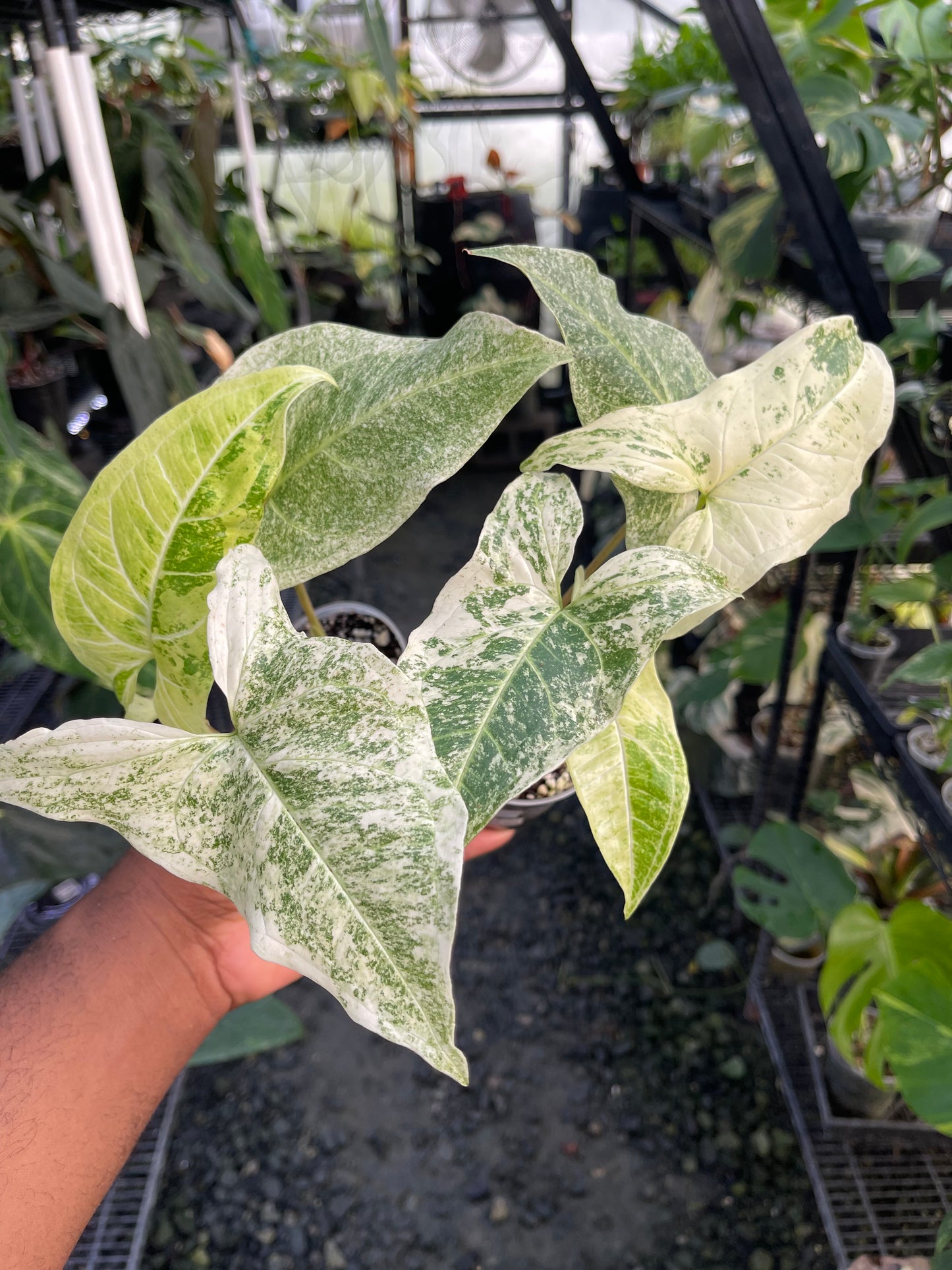 Syngonium Tricolor Red Spot: la elección del cultivador