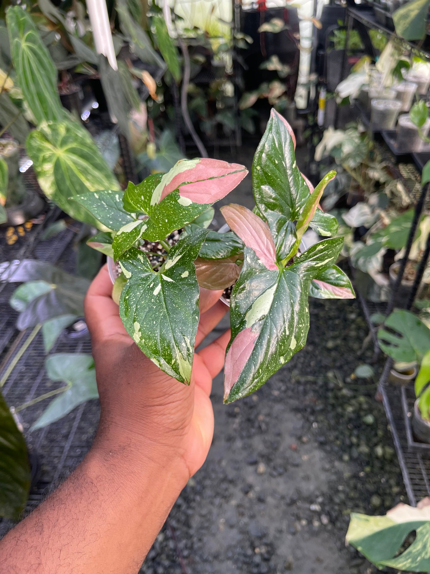Syngonium Tricolor Red Spot- Grower's Choice