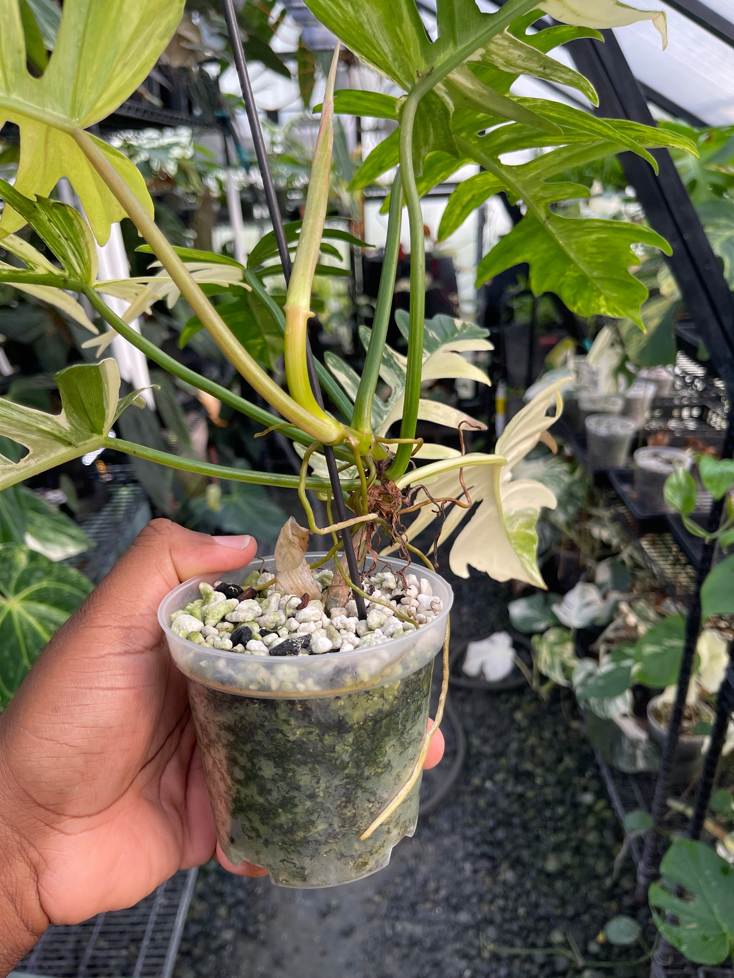 Variegated Philodendron Florida Beauty x Tortum