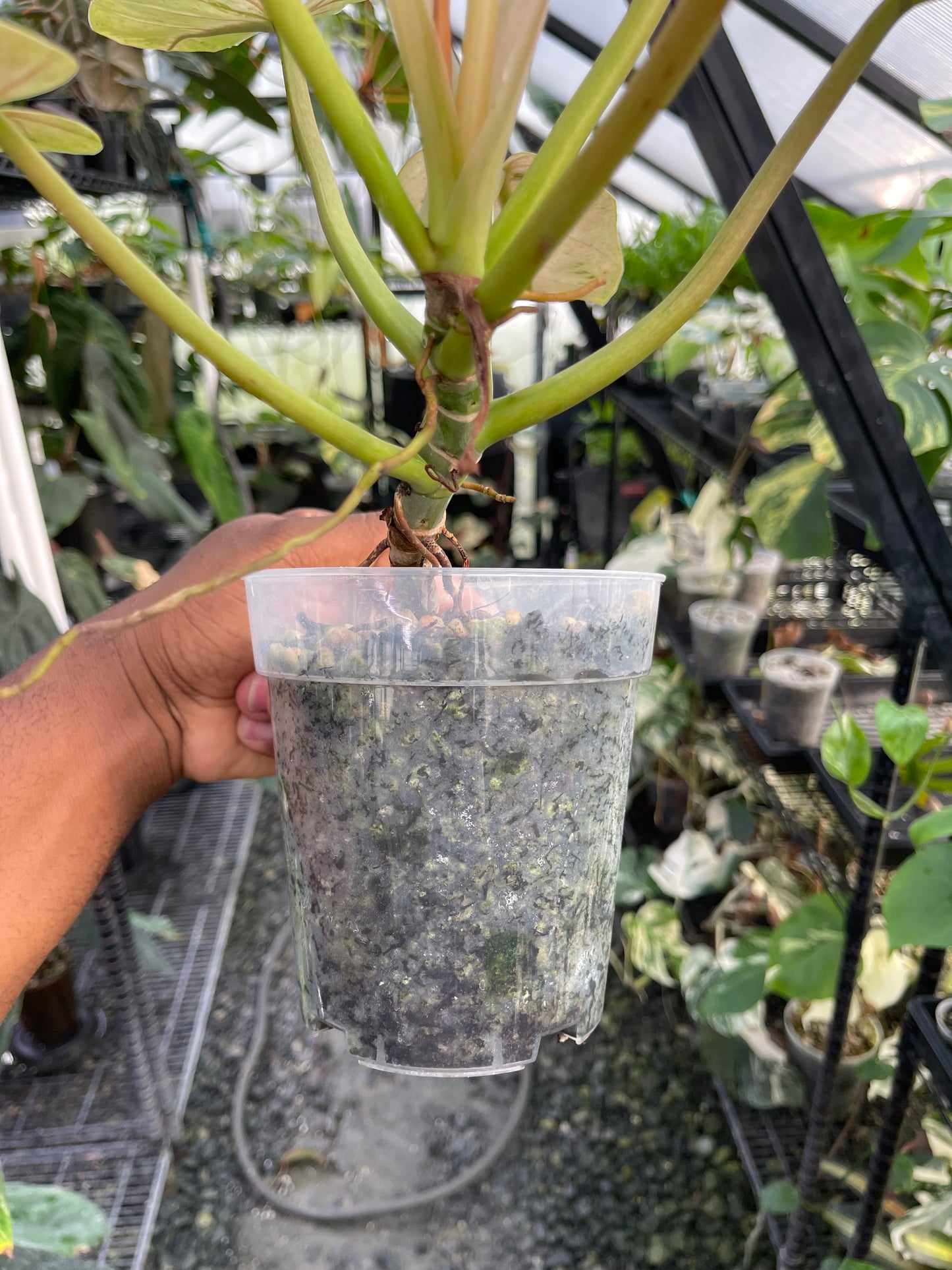 Variegated Philodendron Whipple Way (Thai)