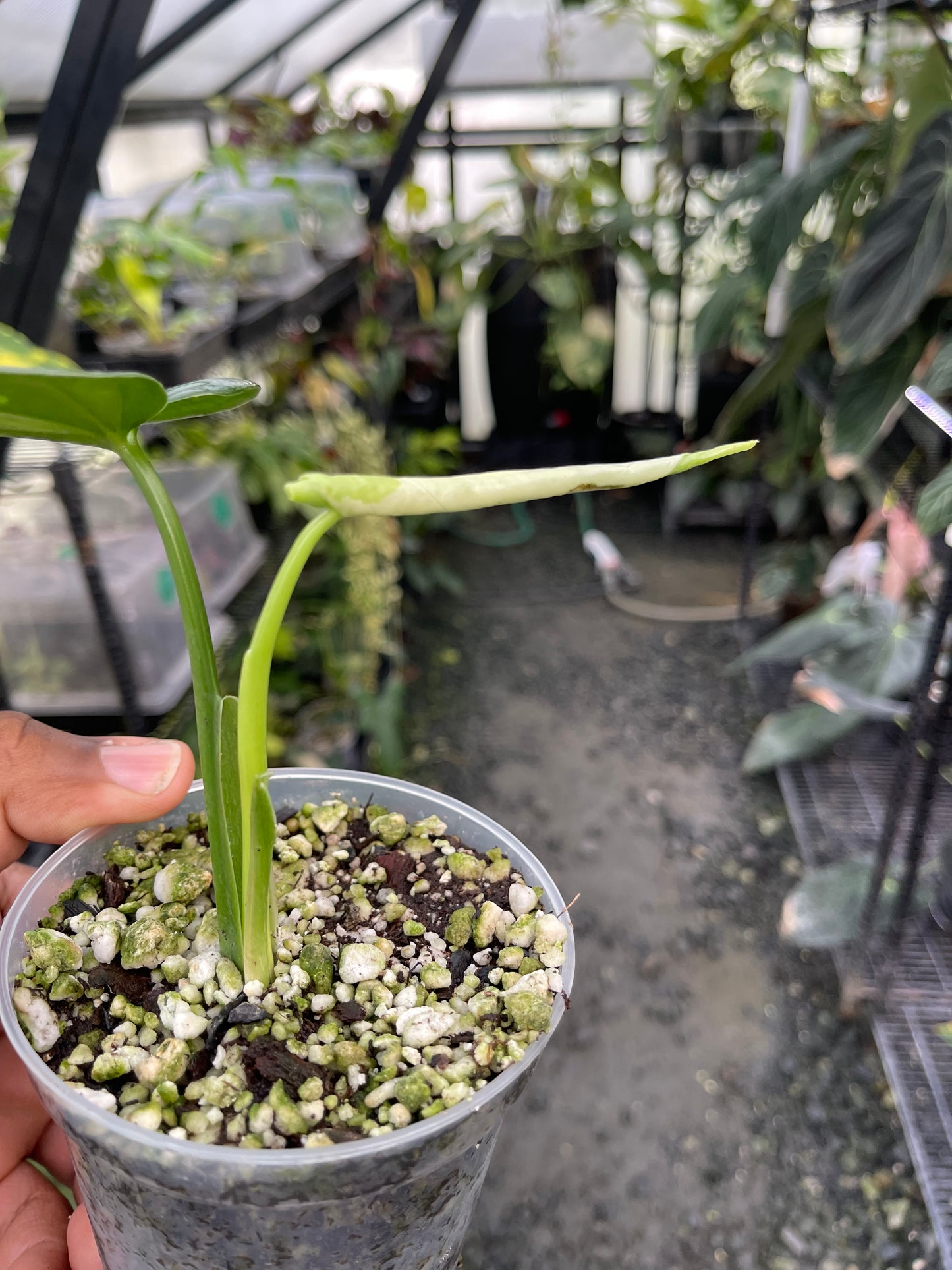 Syngonium Chiapense abigarrado