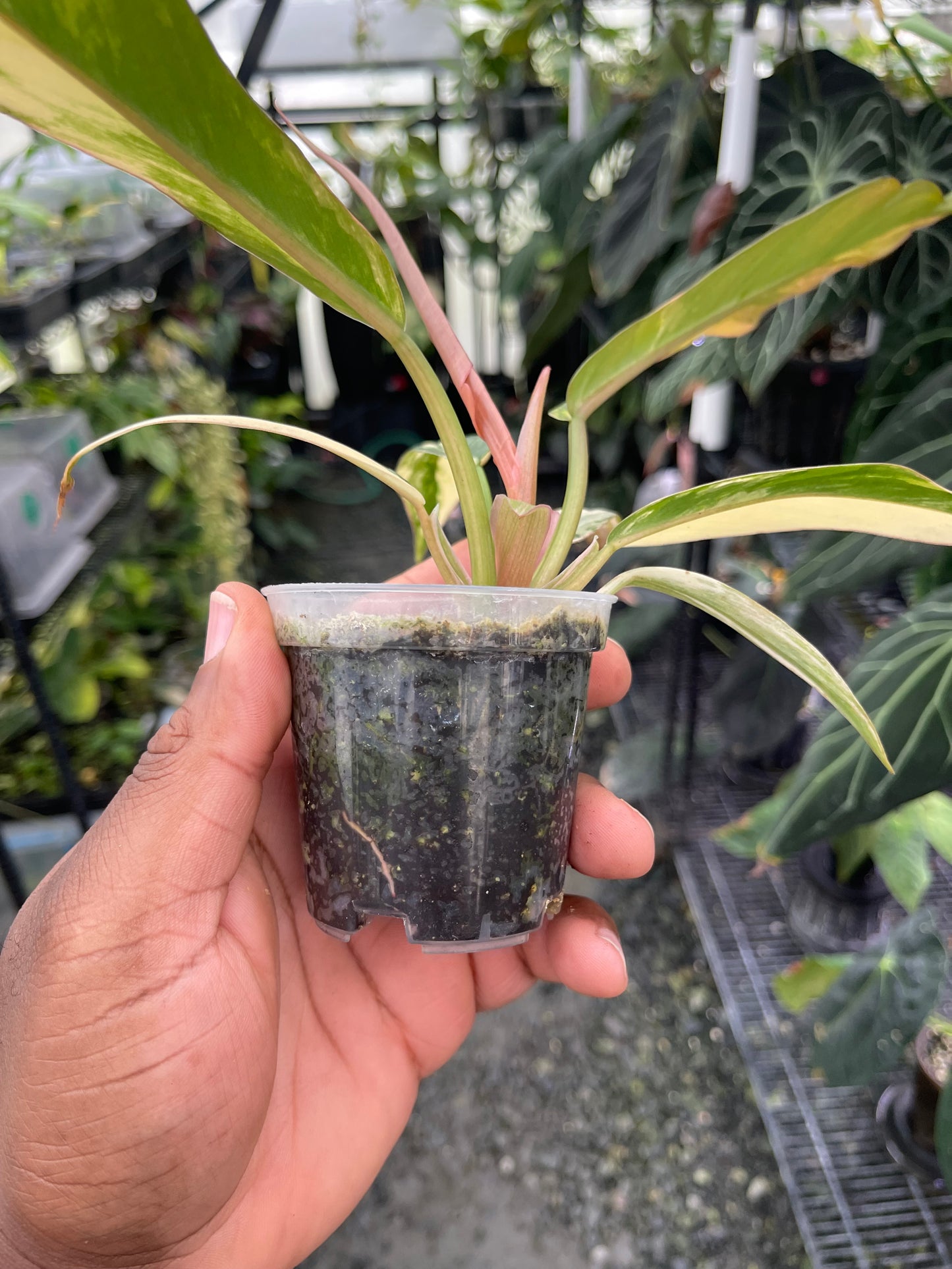 Philodendron Caramel Marble