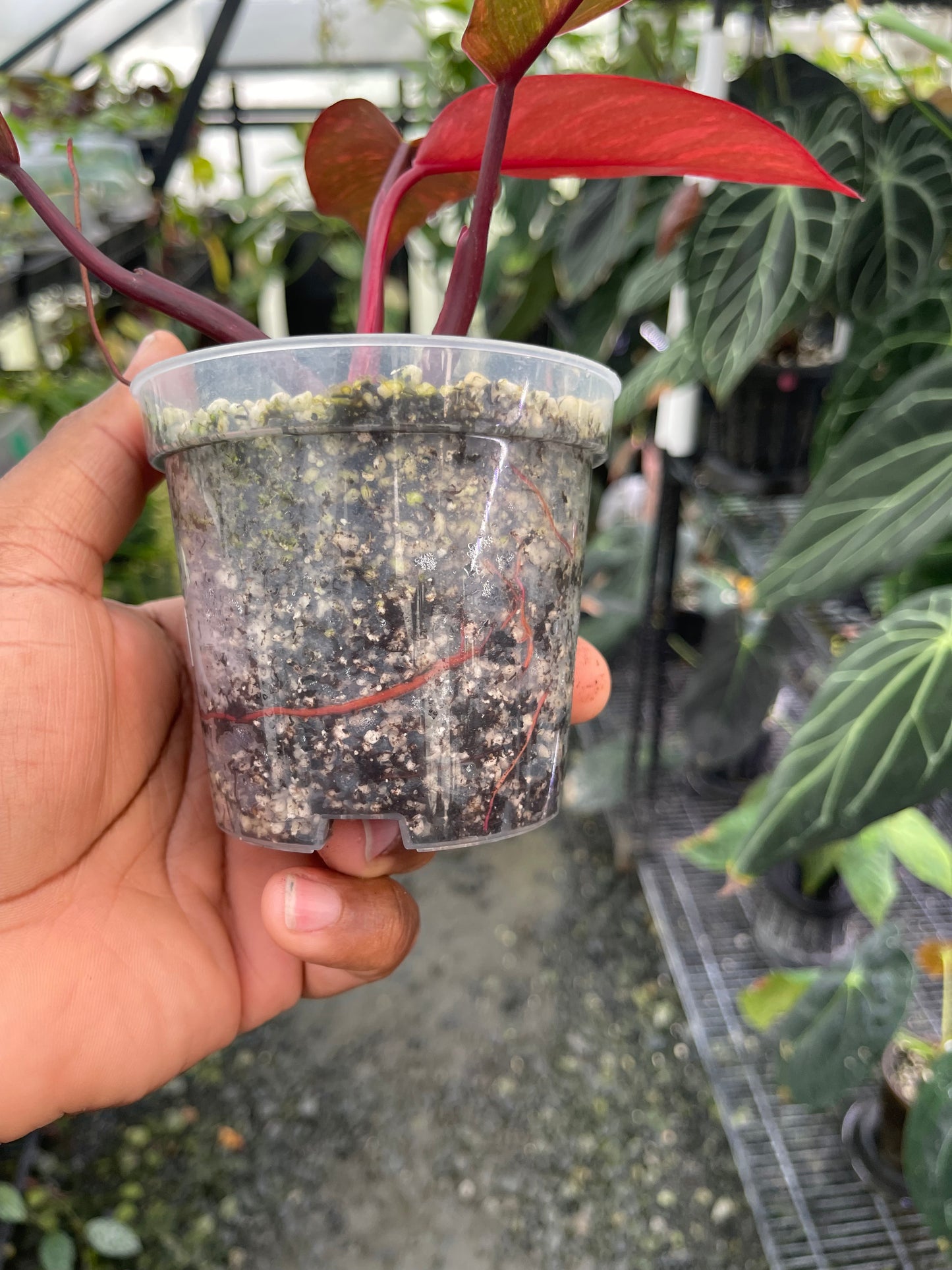 Philodendron Orange Princess