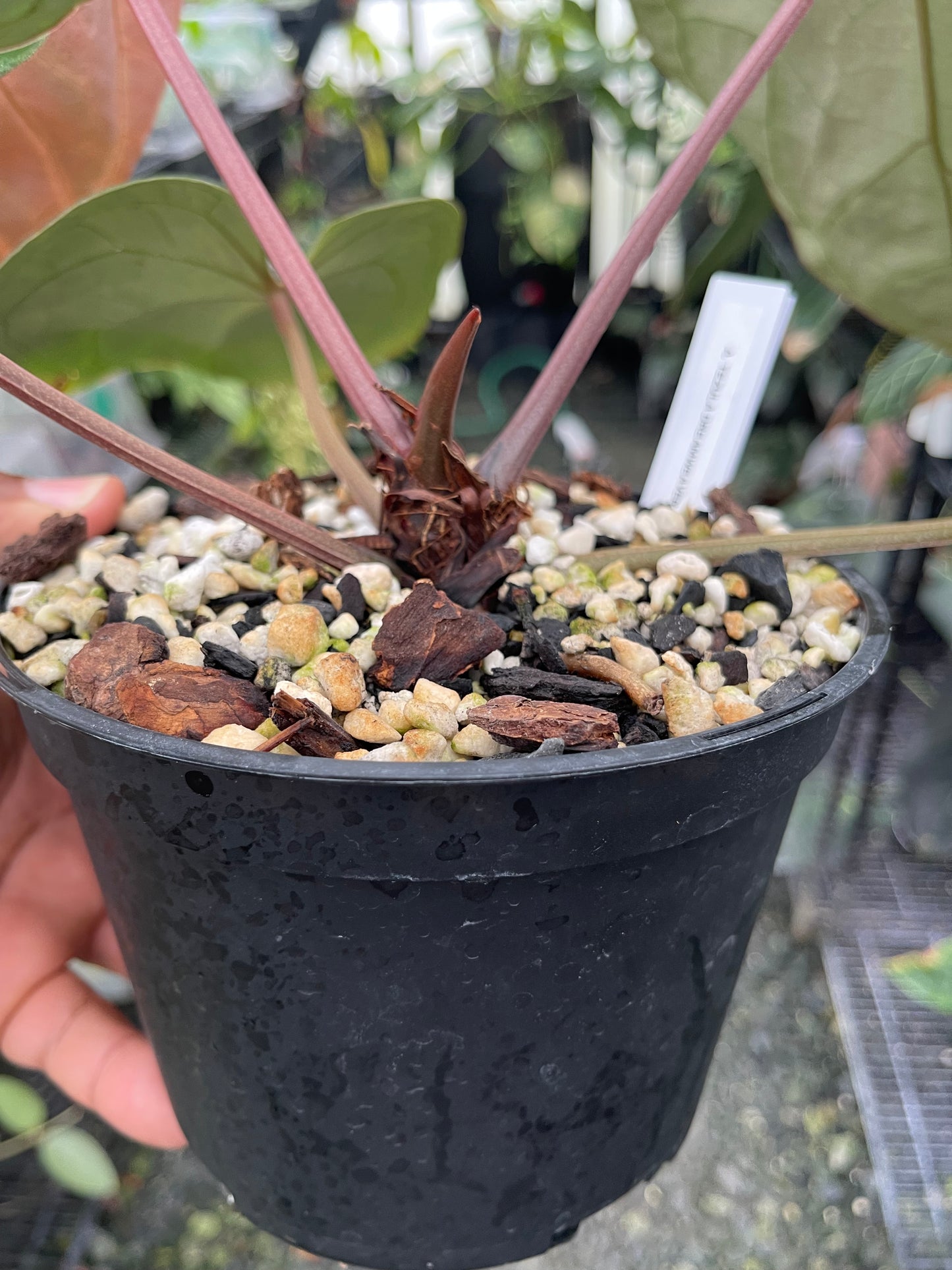 Anthurium Tezula Dreamweaver x Self