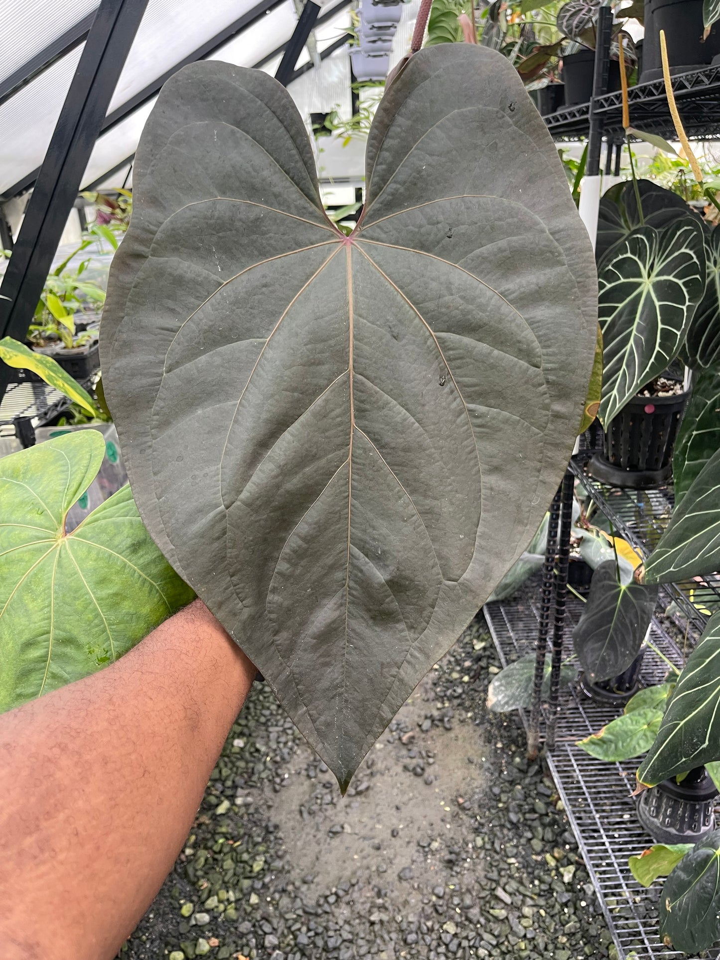 Anthurium Cerrocampanense/Pap x Tim’s Black