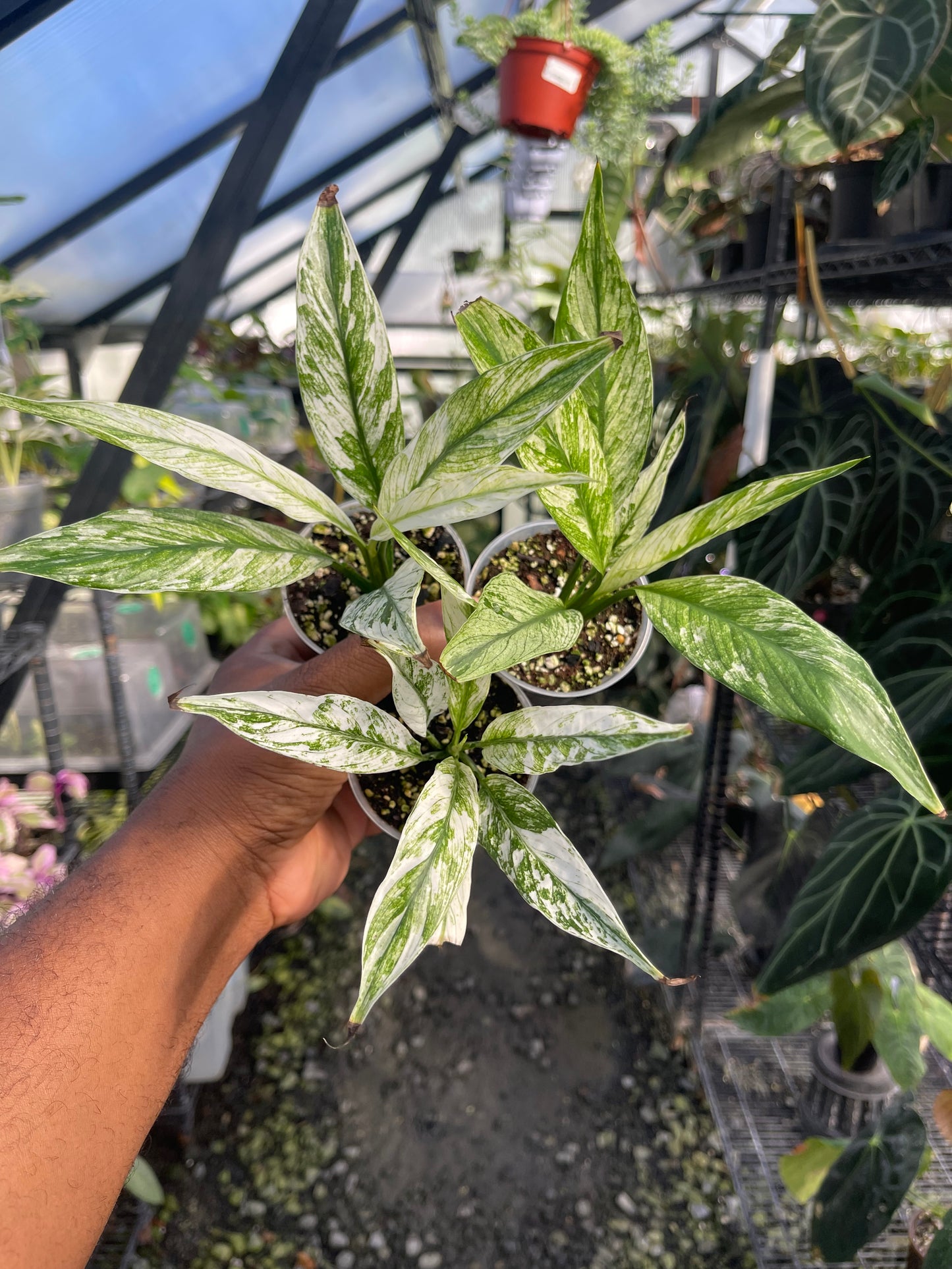 Variegated Spathiphyllum- Grower’s Choice