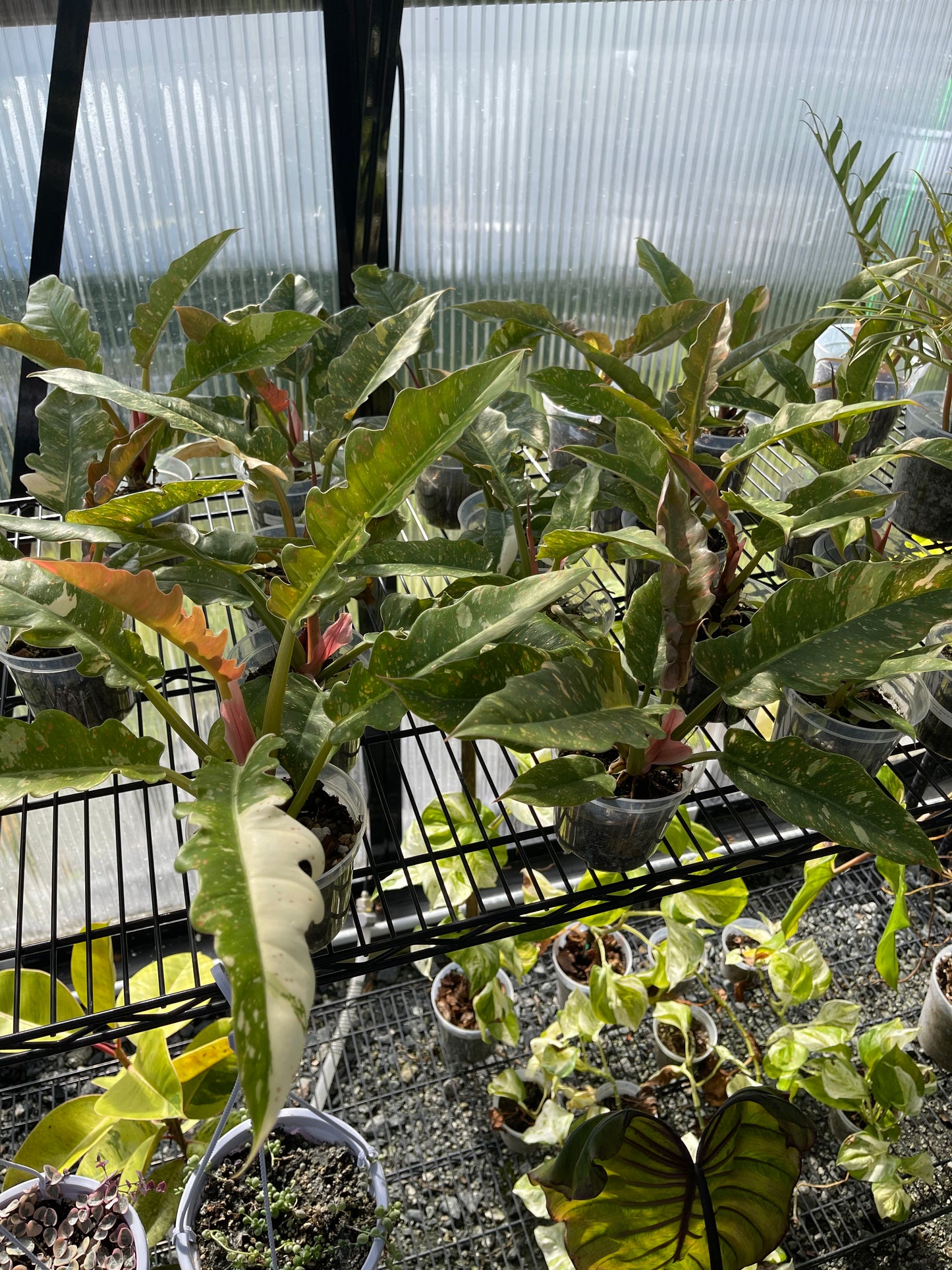 Philodendron Ring Of Fire- Grower’s Choice