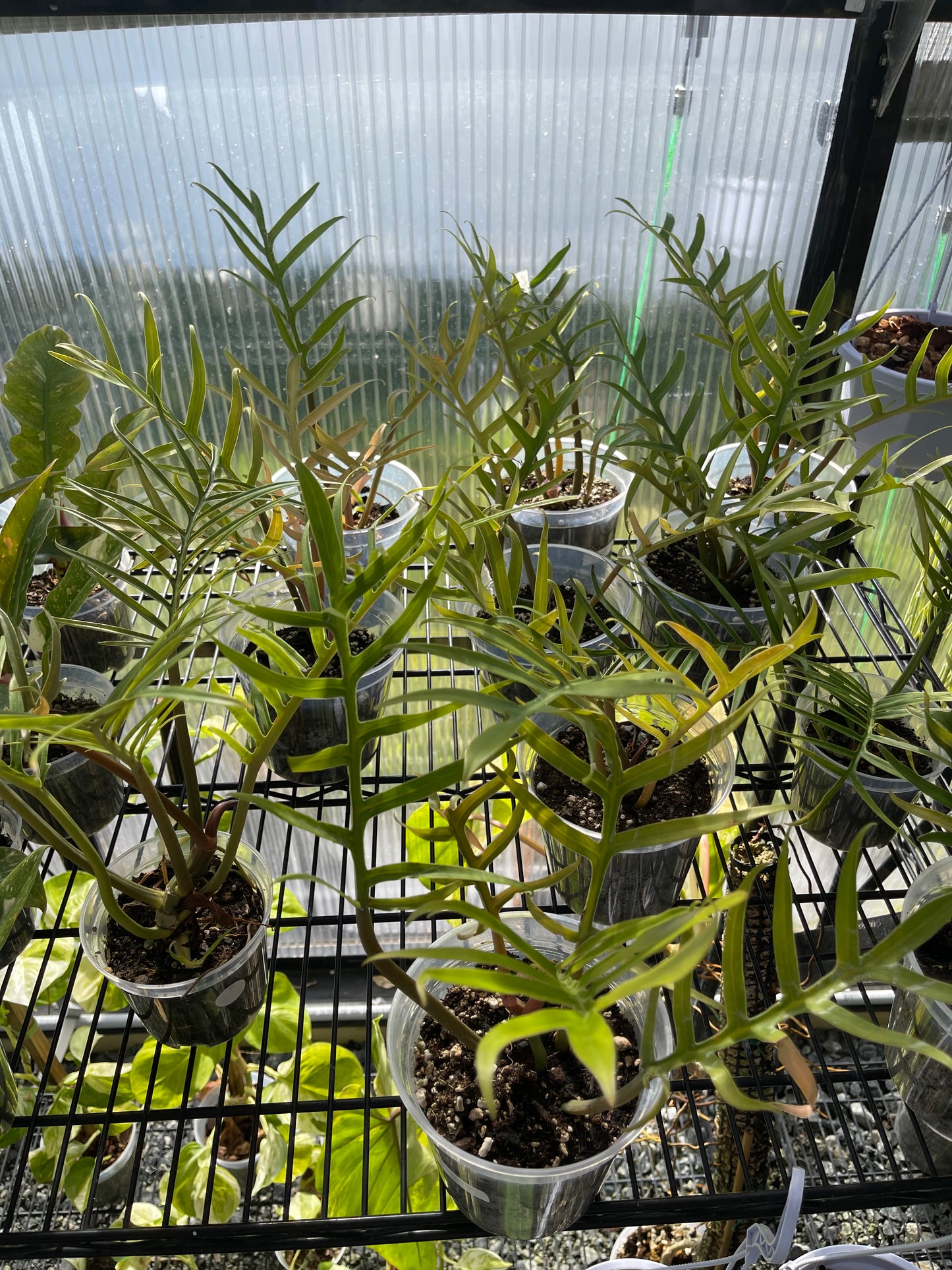 Philodendron Tortum- Grower's Choice