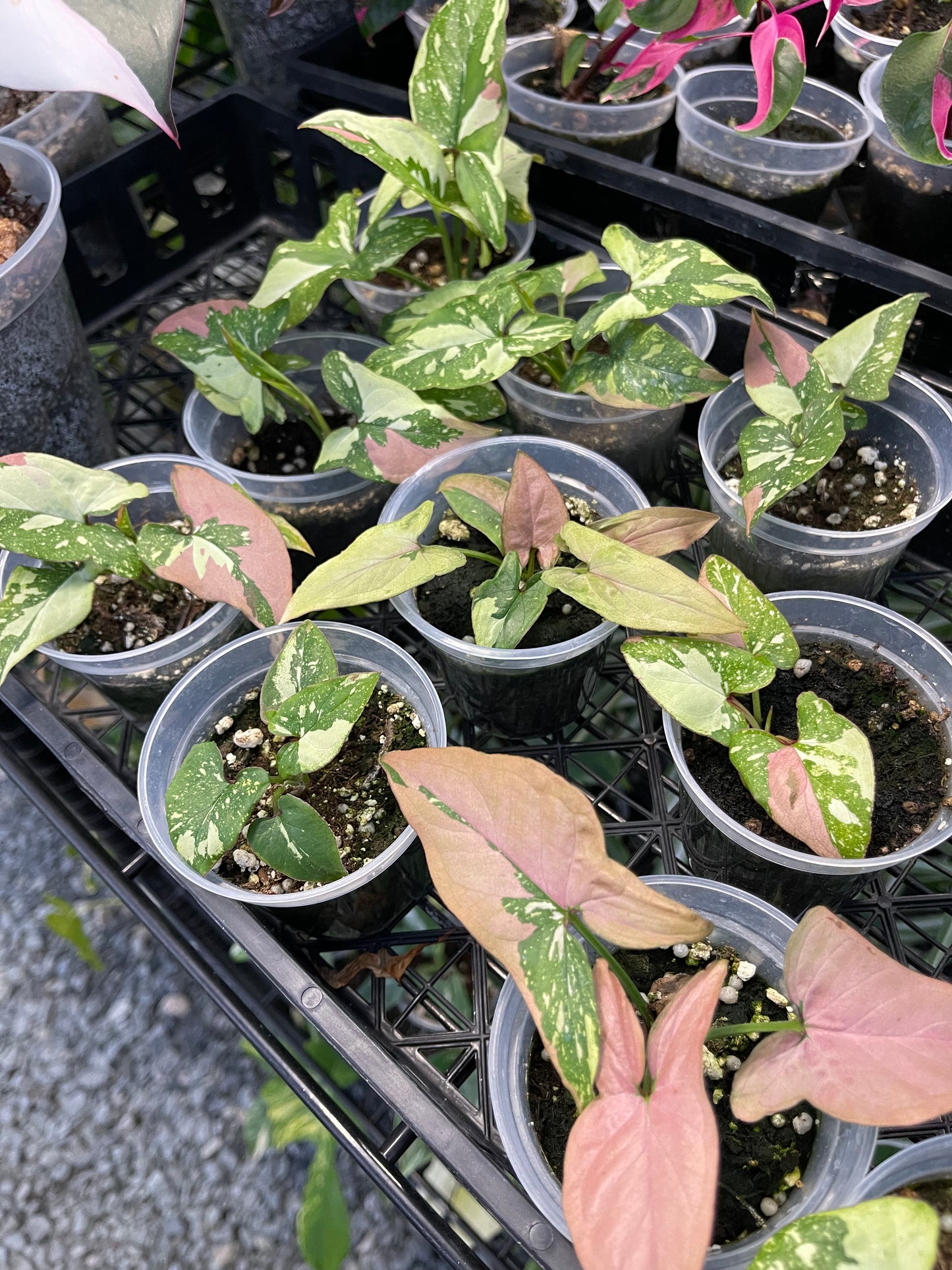 Syngonium Tricolor Red Spot- Grower's Choice