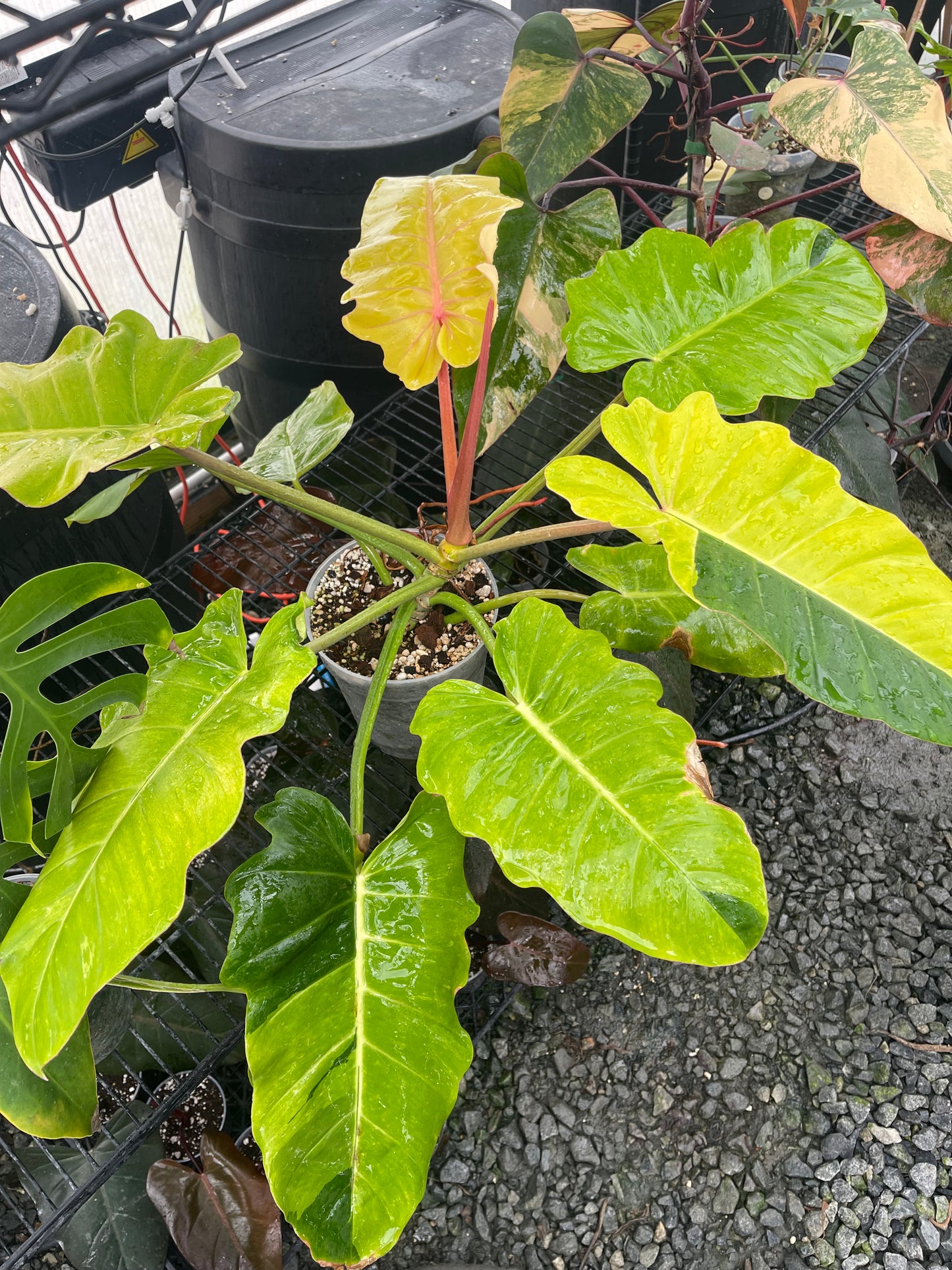 Variegated Philodendron Jungle Fever
