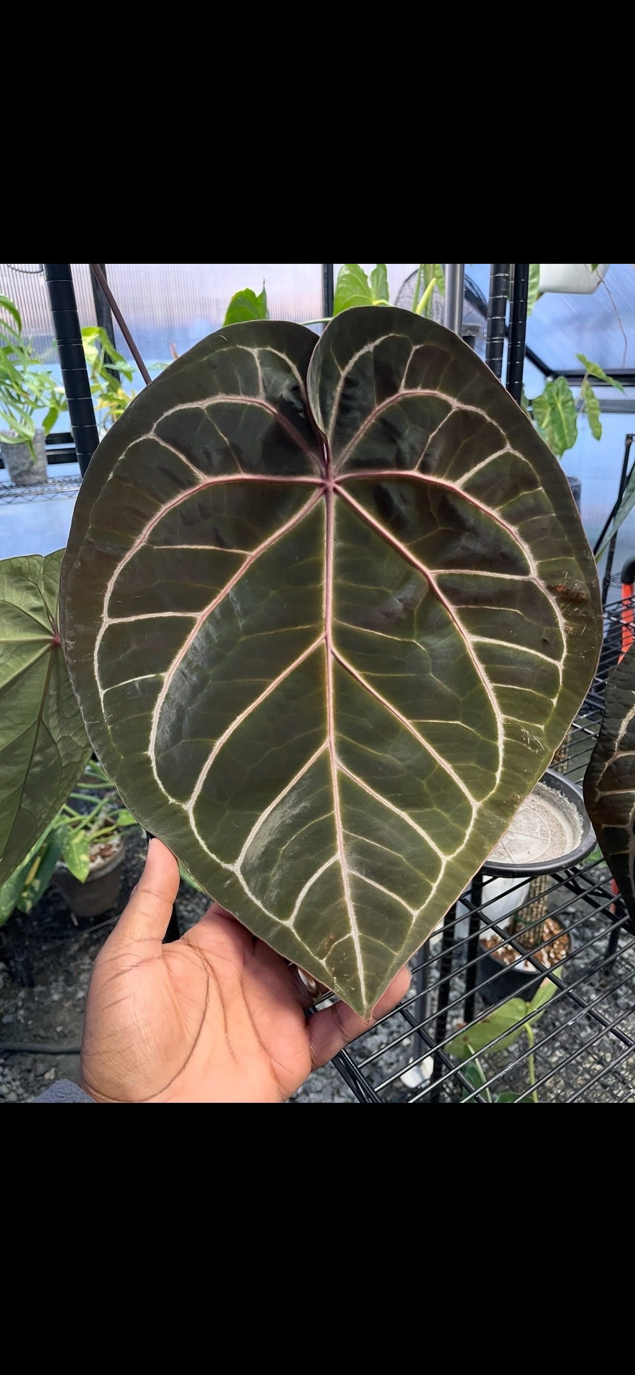 Anthurium Tezula Pink Lemonade x Black Widow Michelle S1