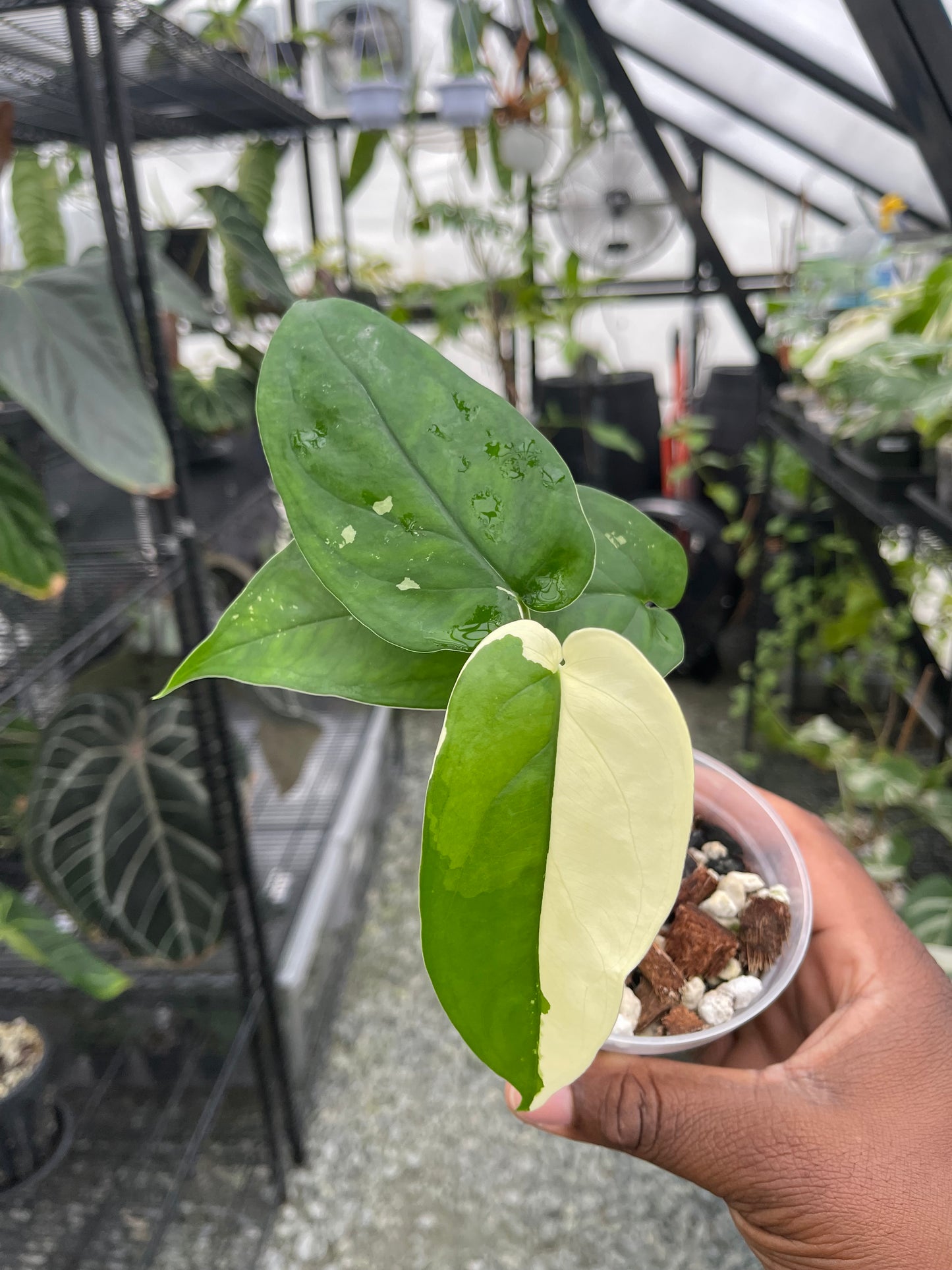 Variegated Syngonium Chiapense