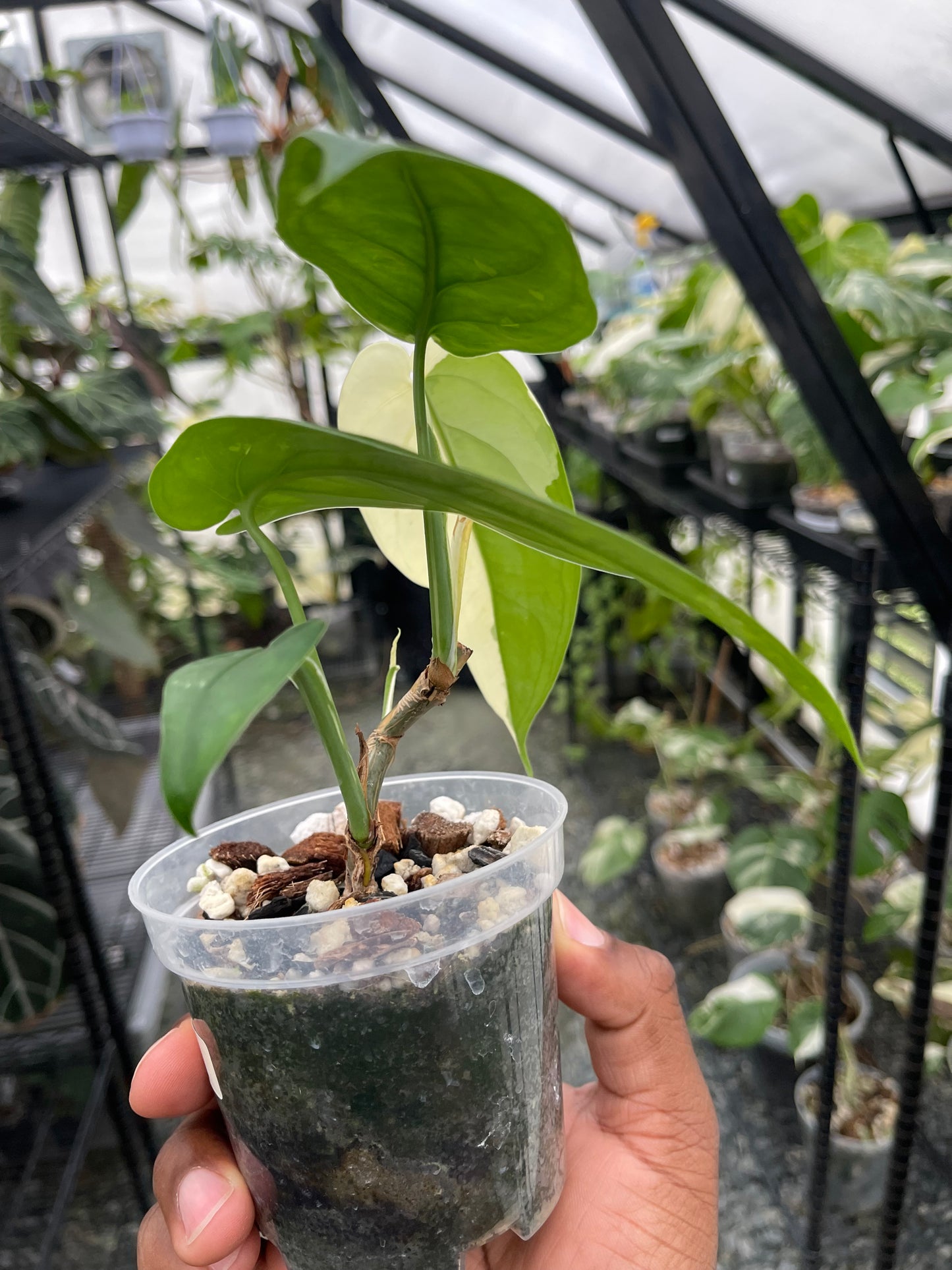 Variegated Syngonium Chiapense