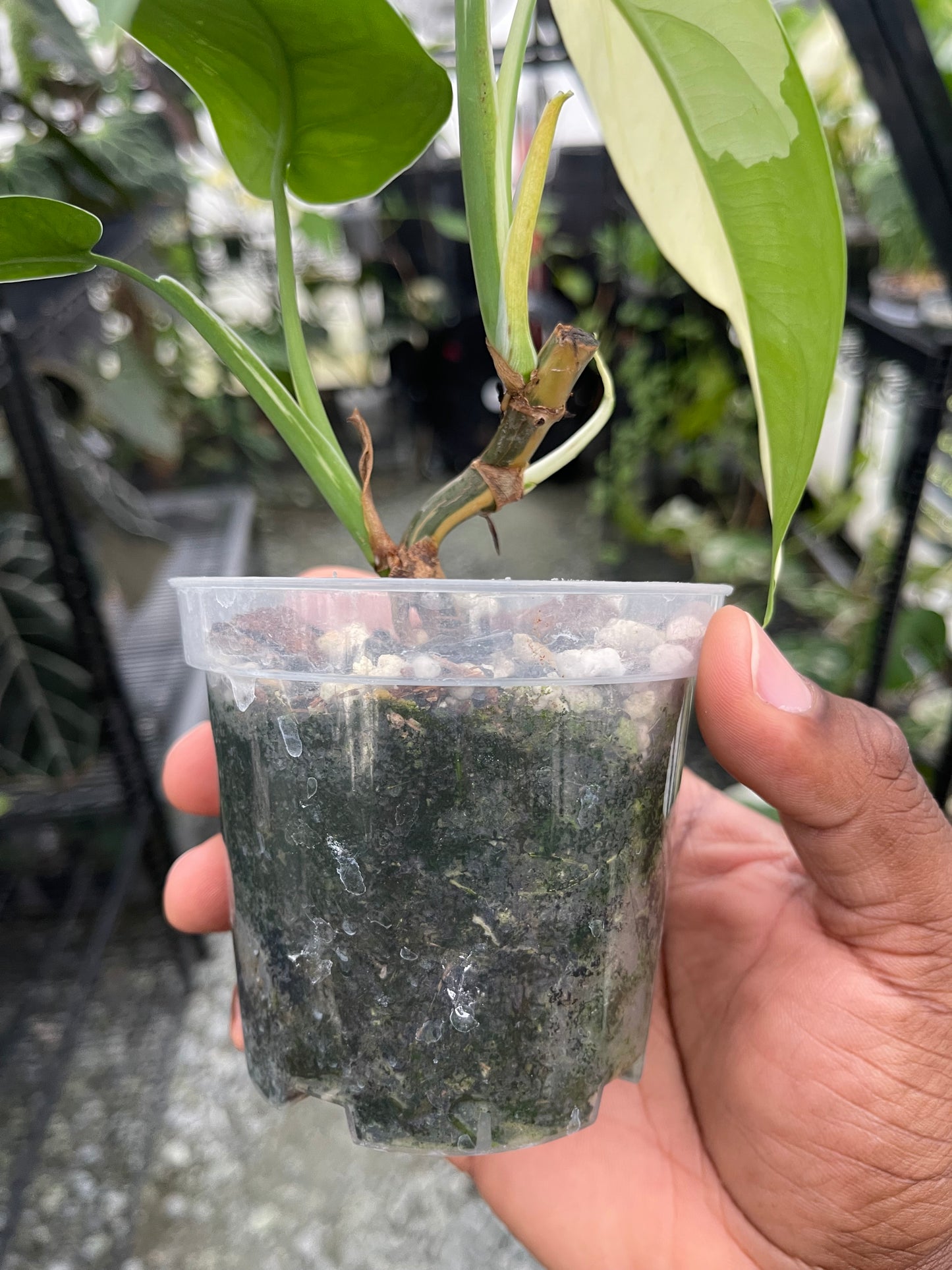 Variegated Syngonium Chiapense