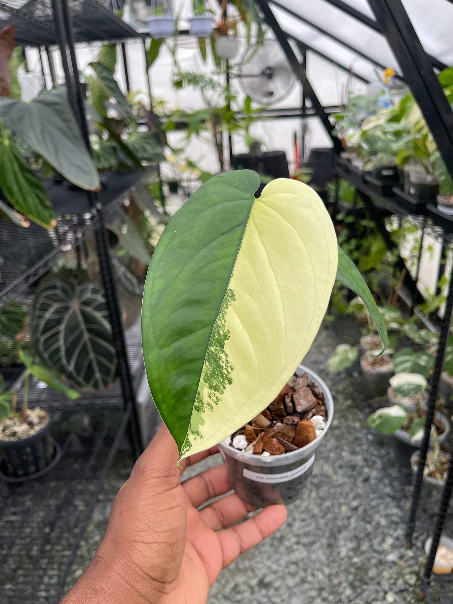 Variegated Syngonium Chiapense