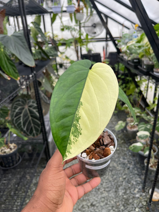 Variegated Syngonium Chiapense