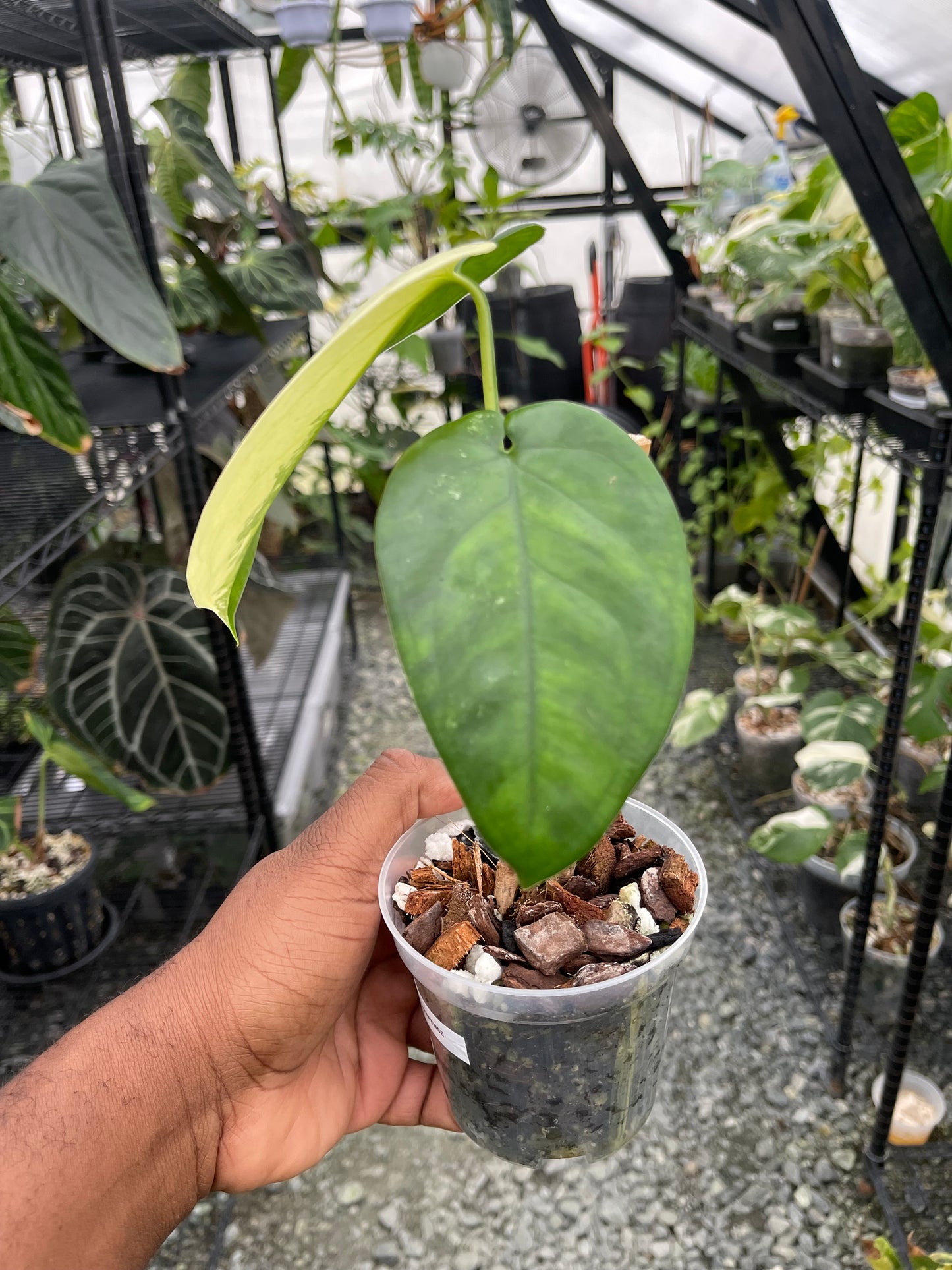 Variegated Syngonium Chiapense