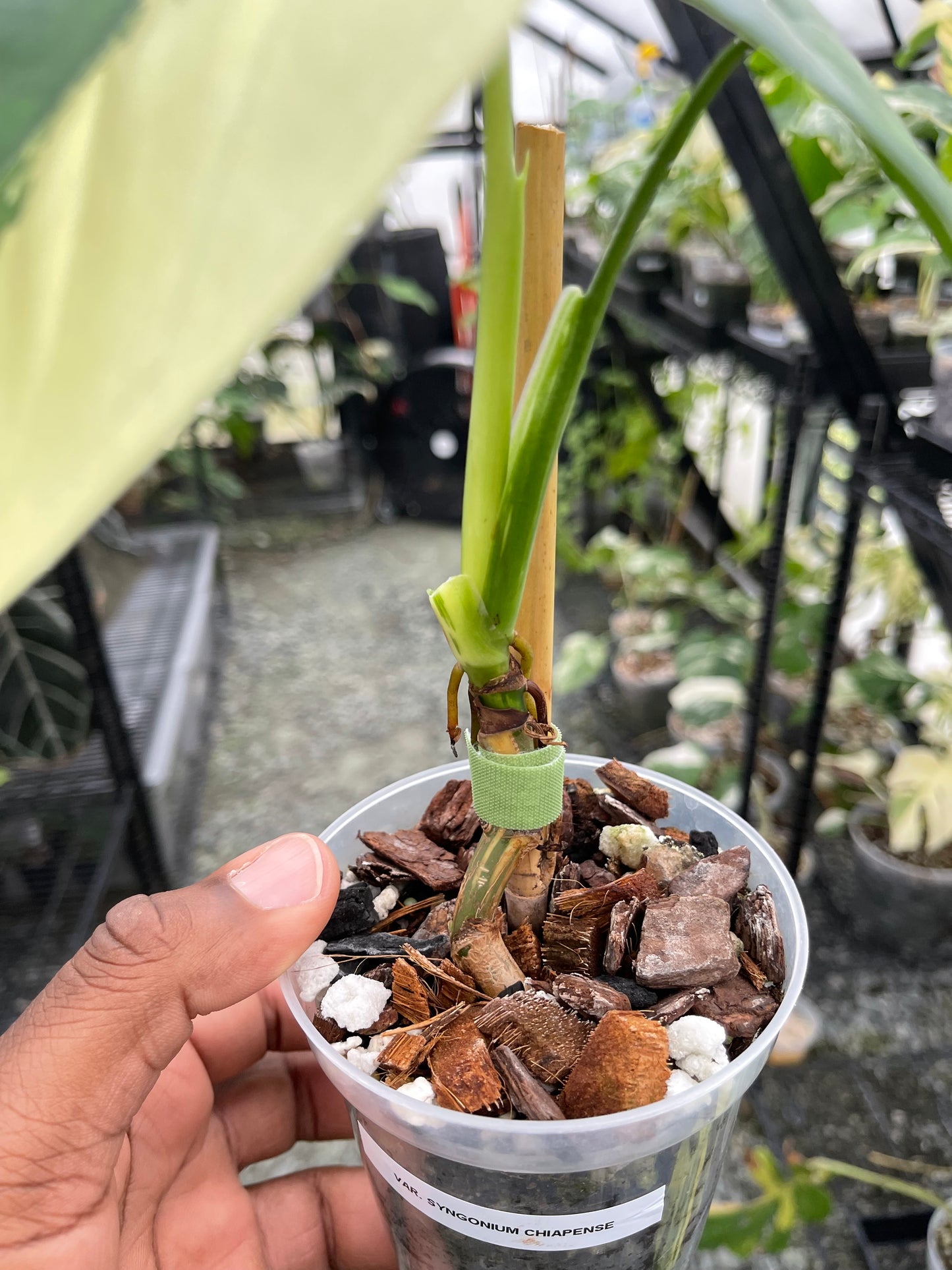 Variegated Syngonium Chiapense