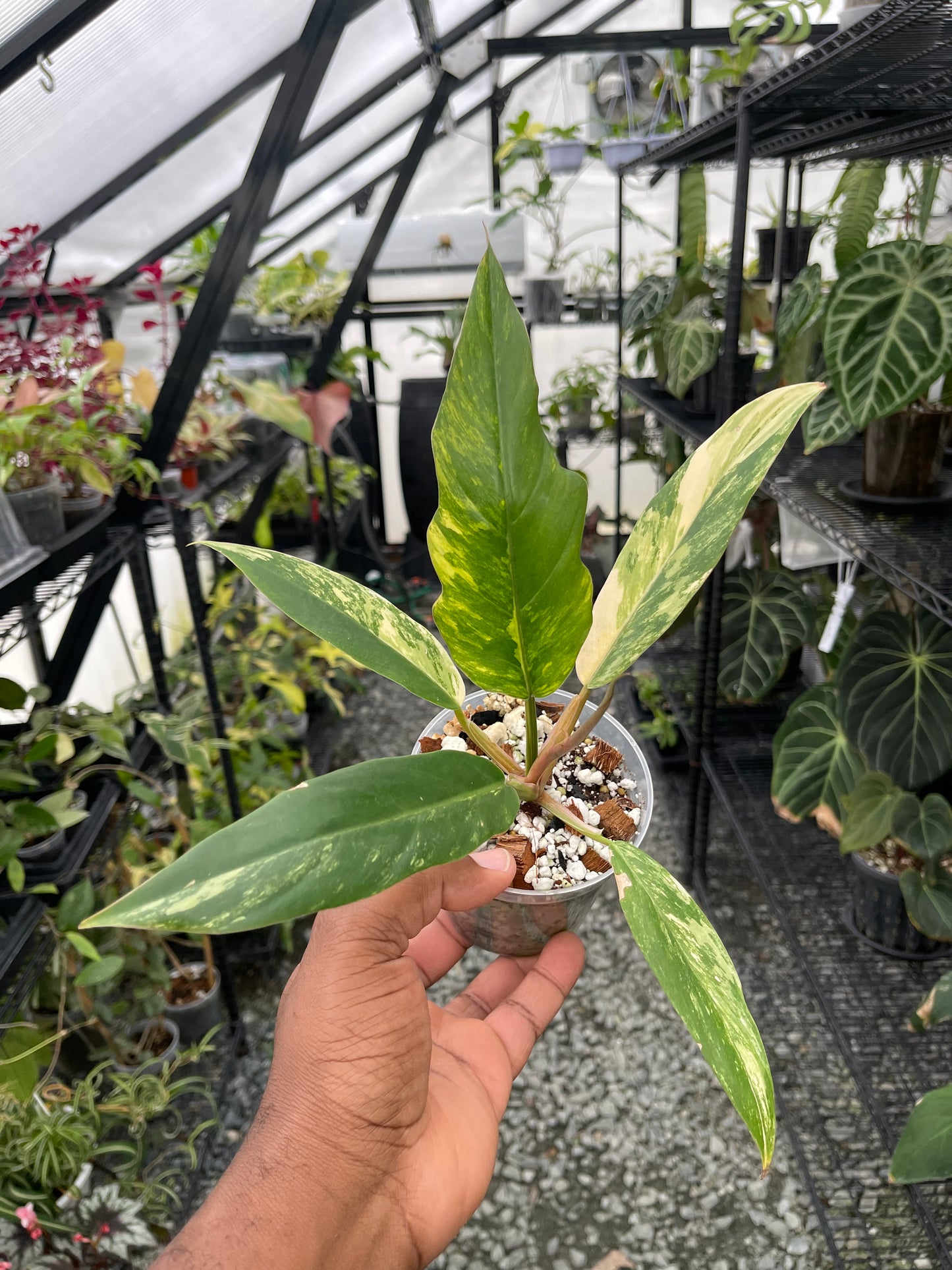 Philodendron Caramel Marble