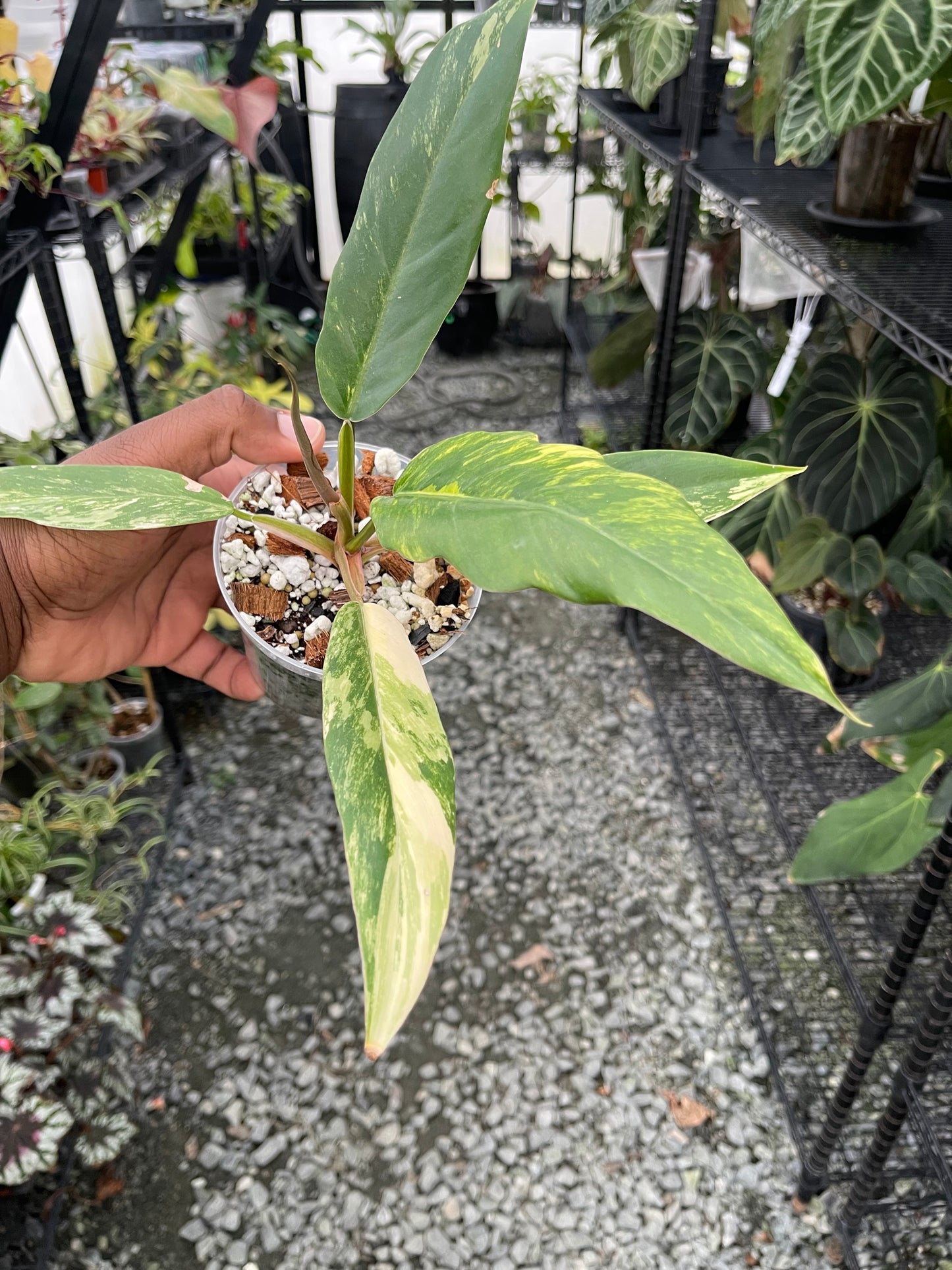 Philodendron Caramel Marble