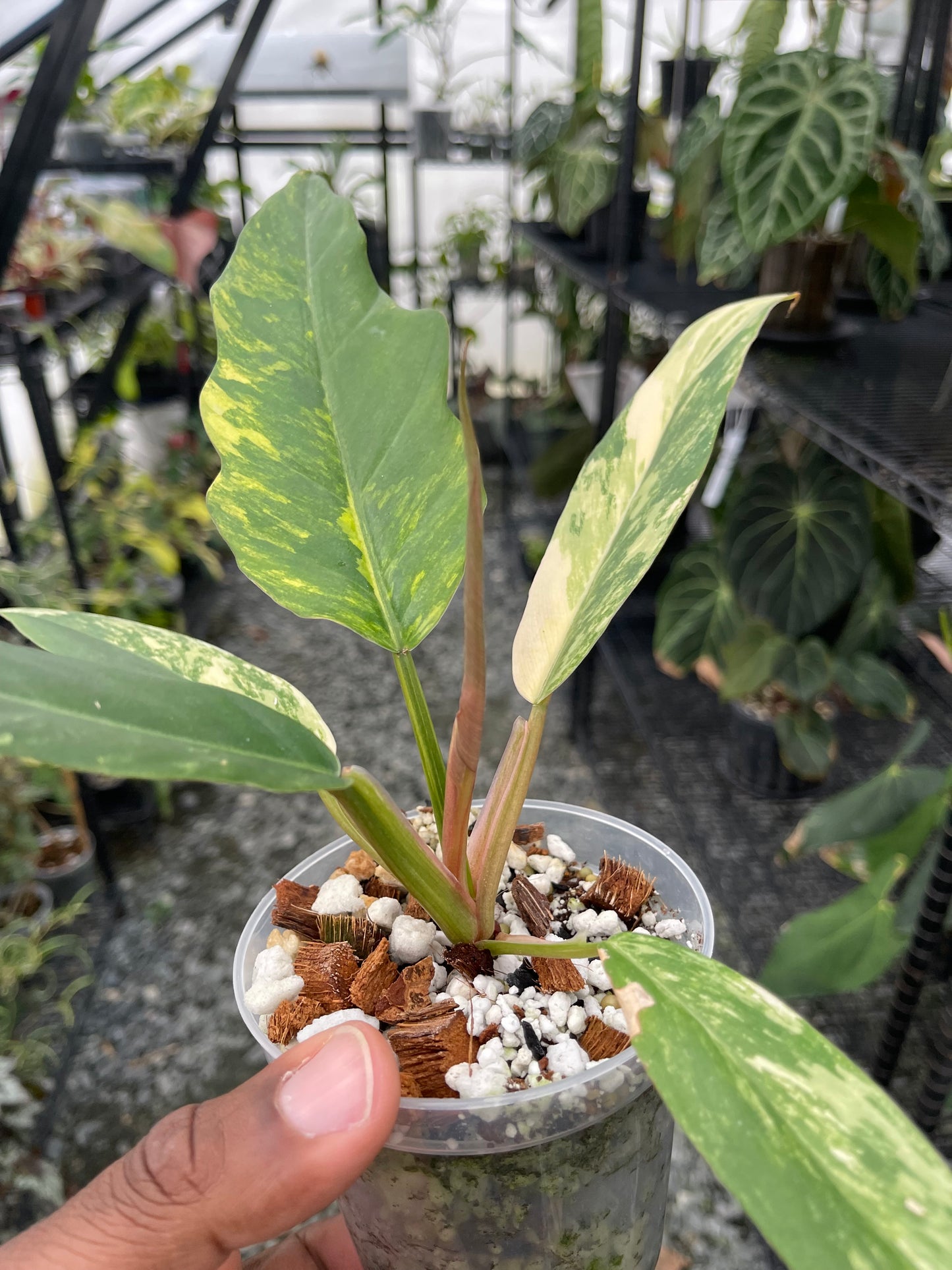 Philodendron Caramel Marble