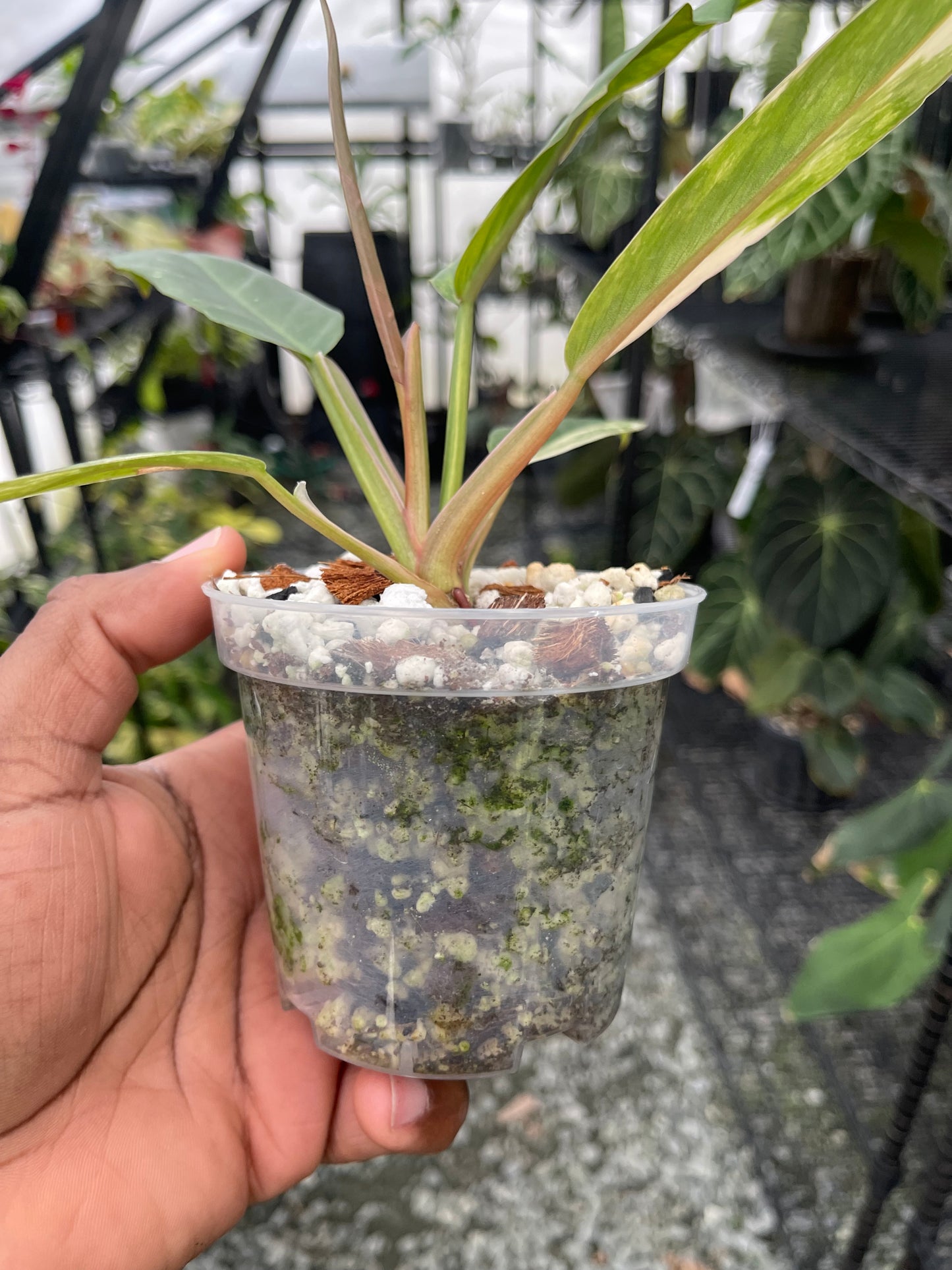 Philodendron Caramel Marble