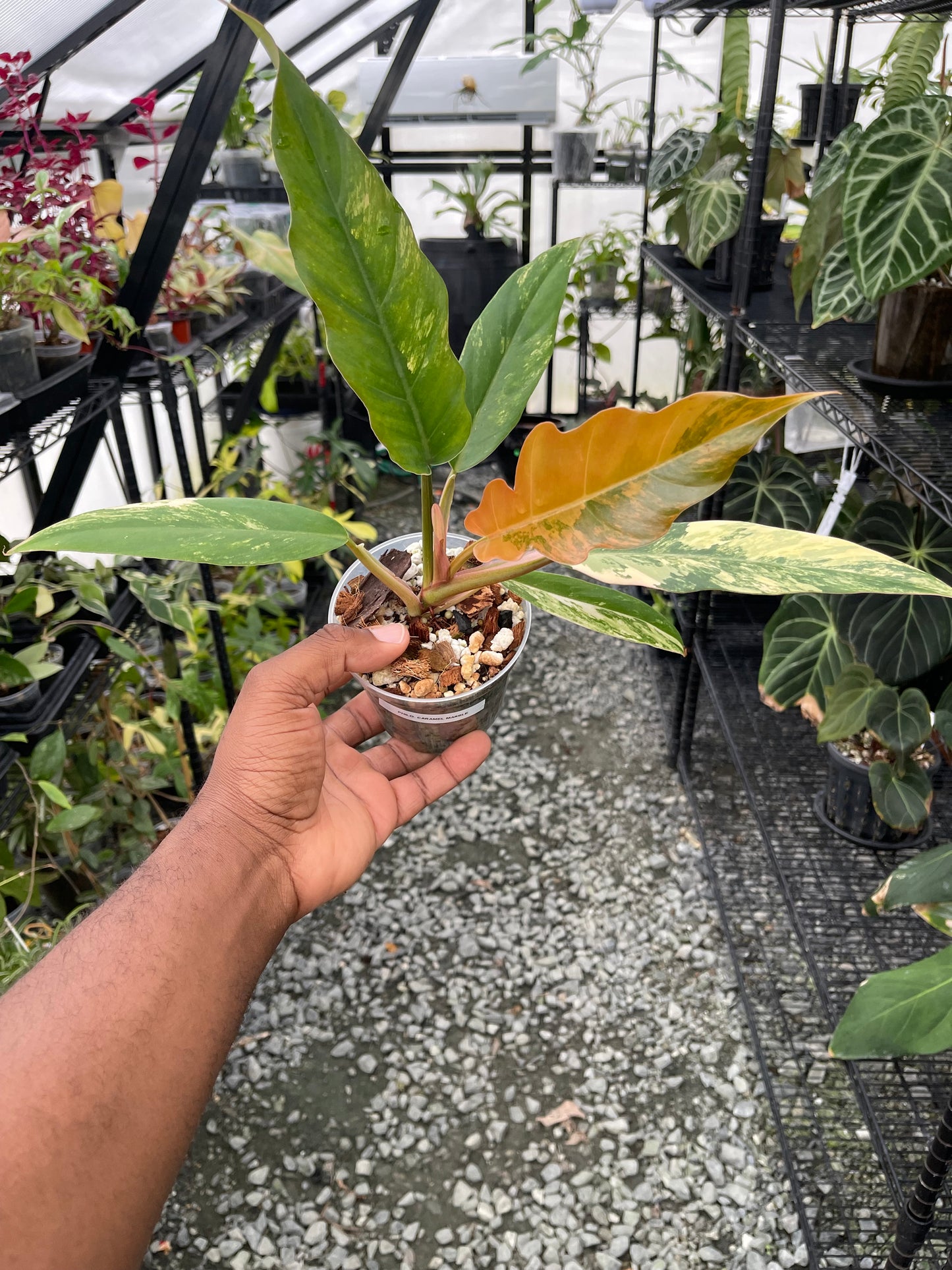 Philodendron Caramel Marble