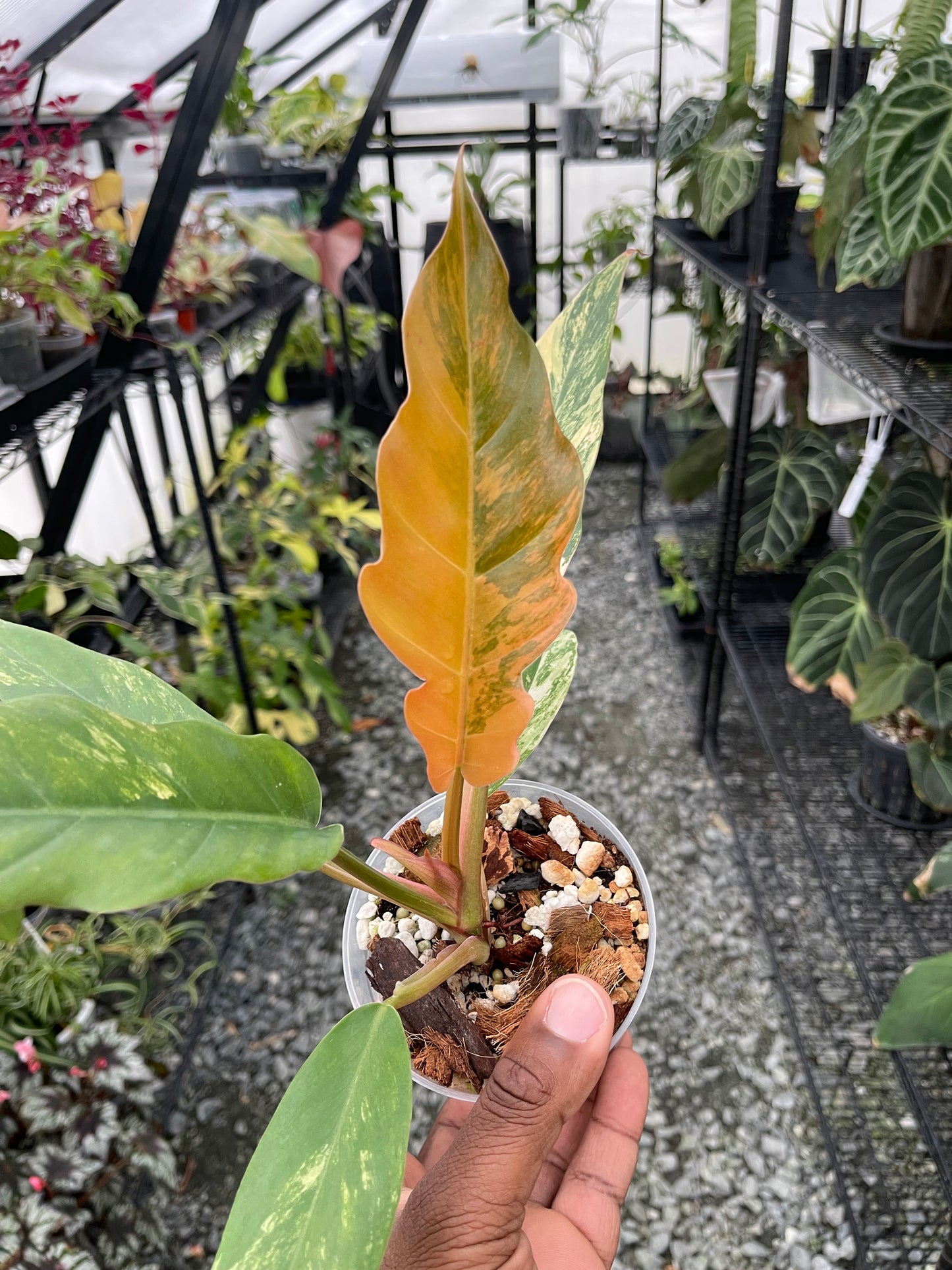 Philodendron Caramel Marble