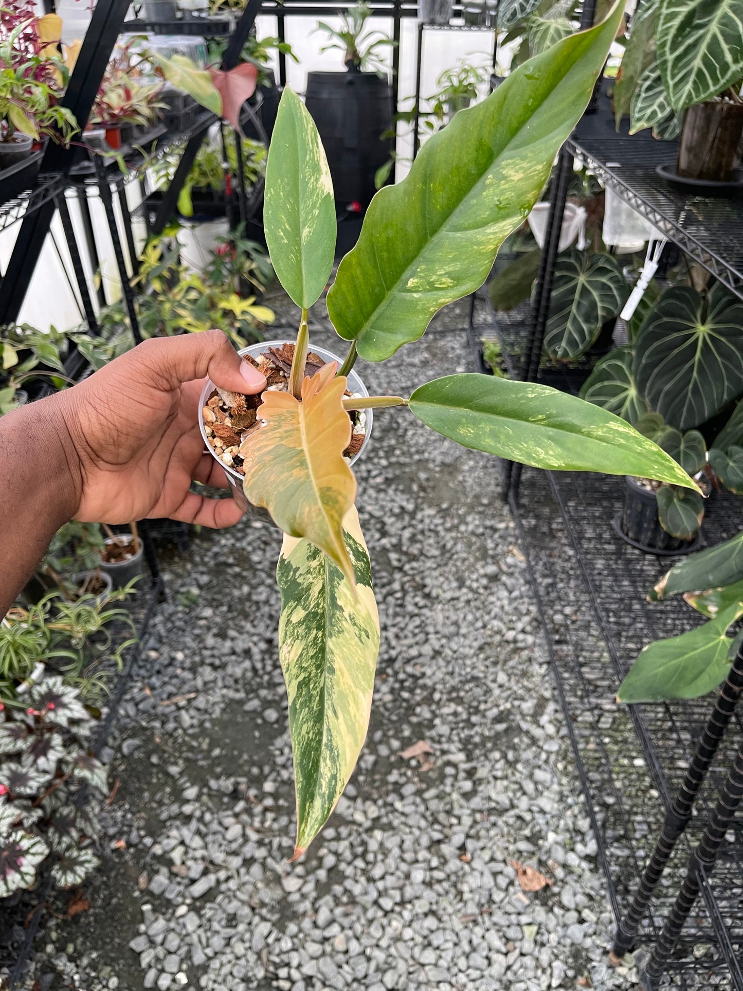 Philodendron Caramel Marble