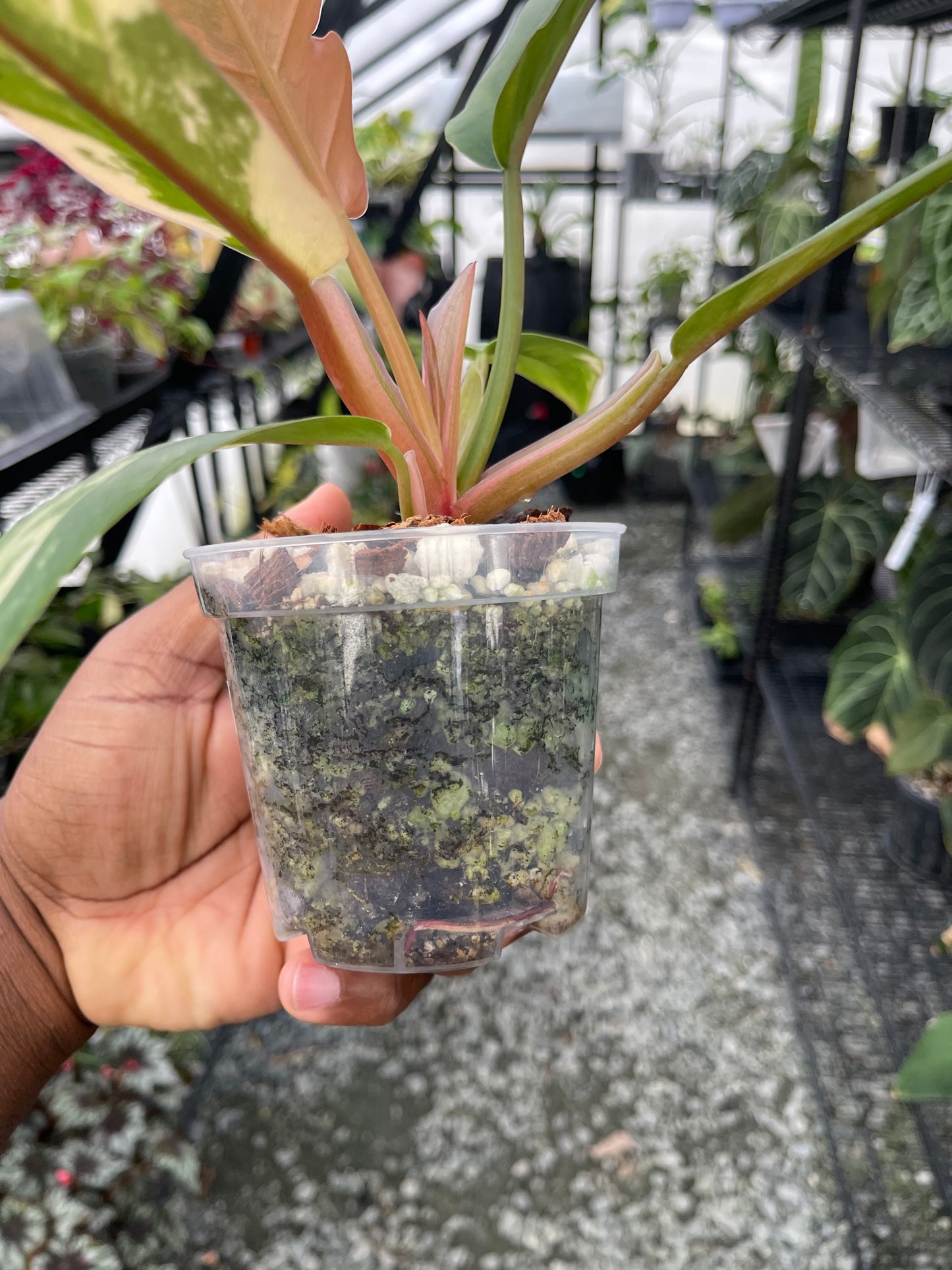 Philodendron Caramel Marble