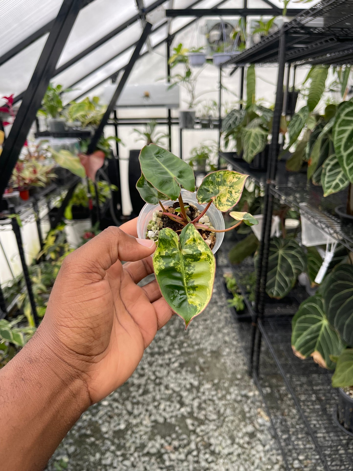 Variegated Philodendron Billietae