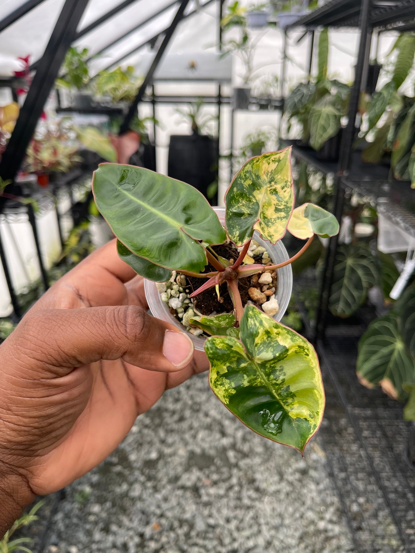 Variegated Philodendron Billietae