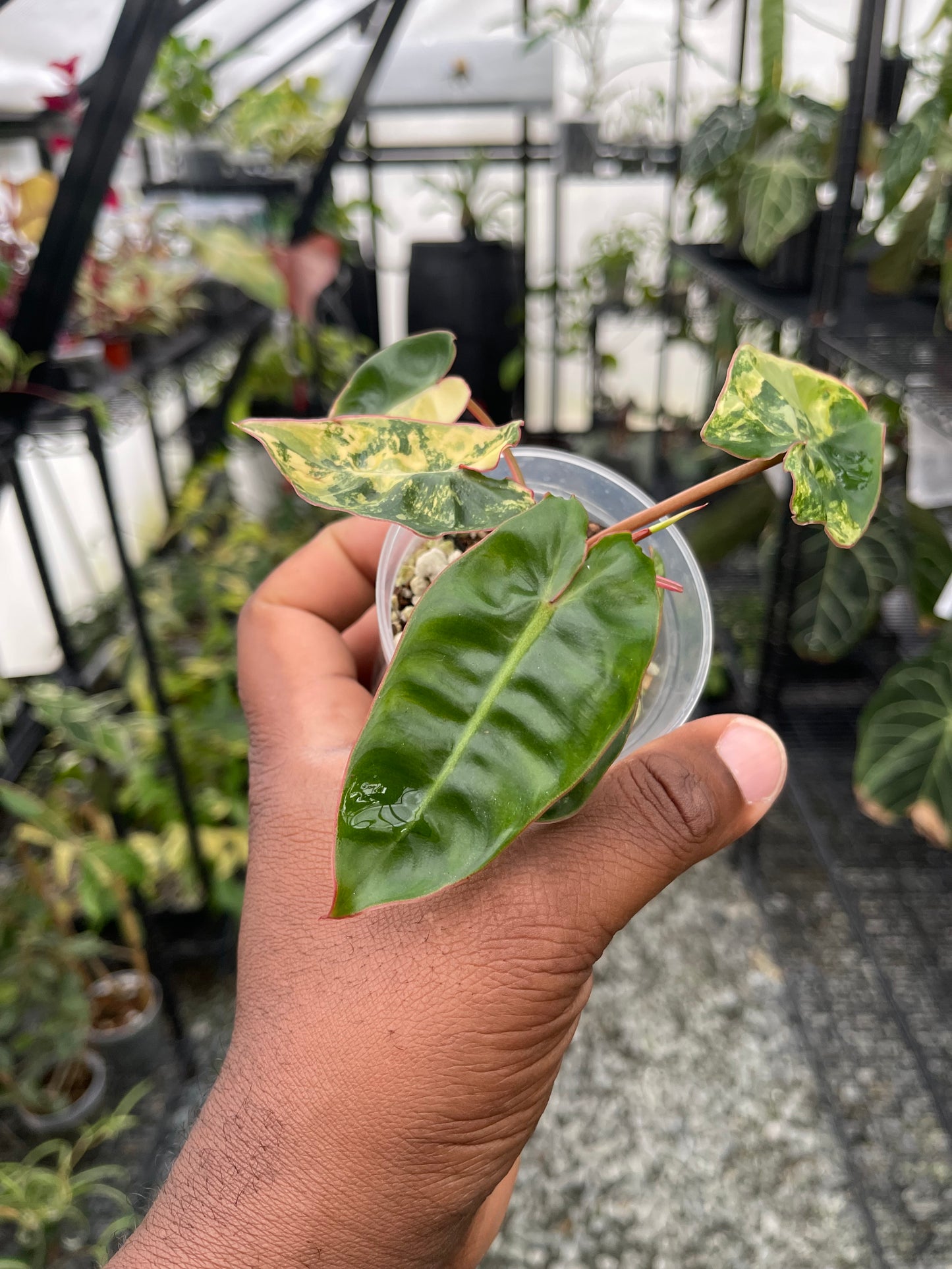 Variegated Philodendron Billietae