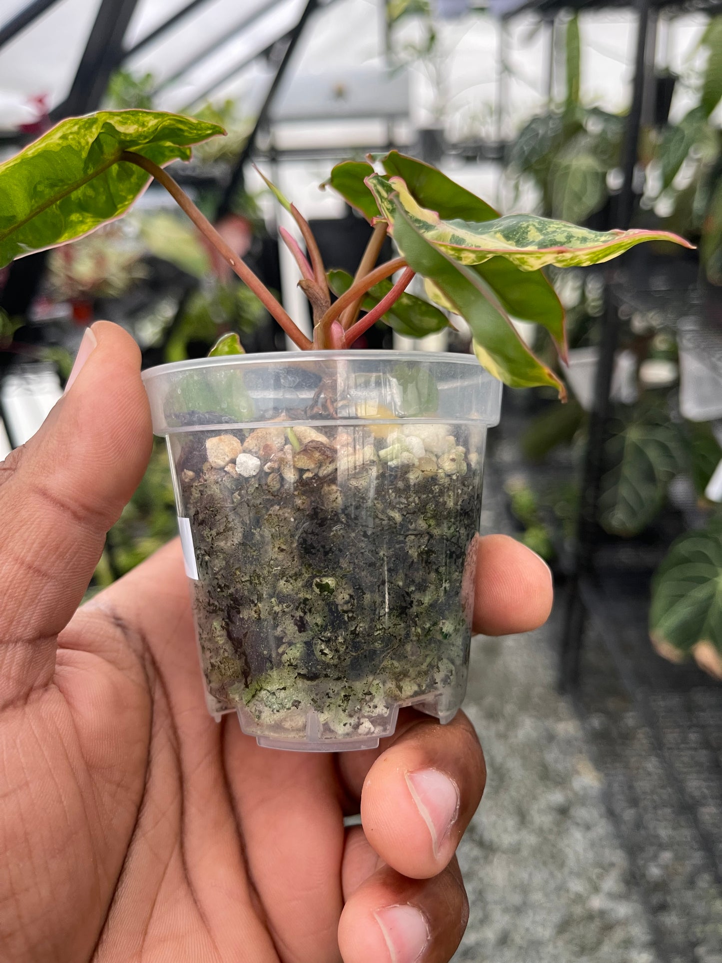 Variegated Philodendron Billietae