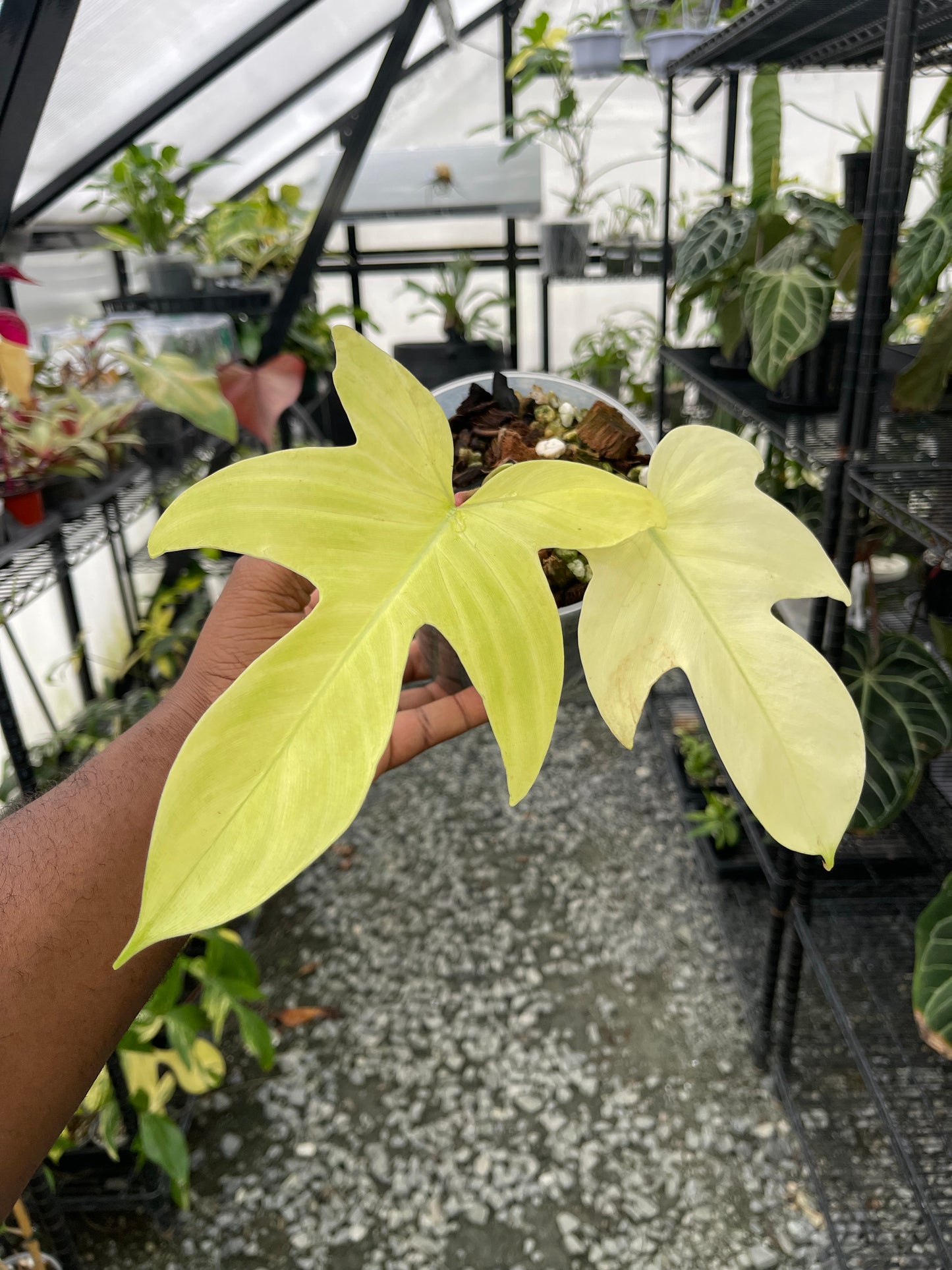 Philodendron Florida Ghost- Grower’s Choice