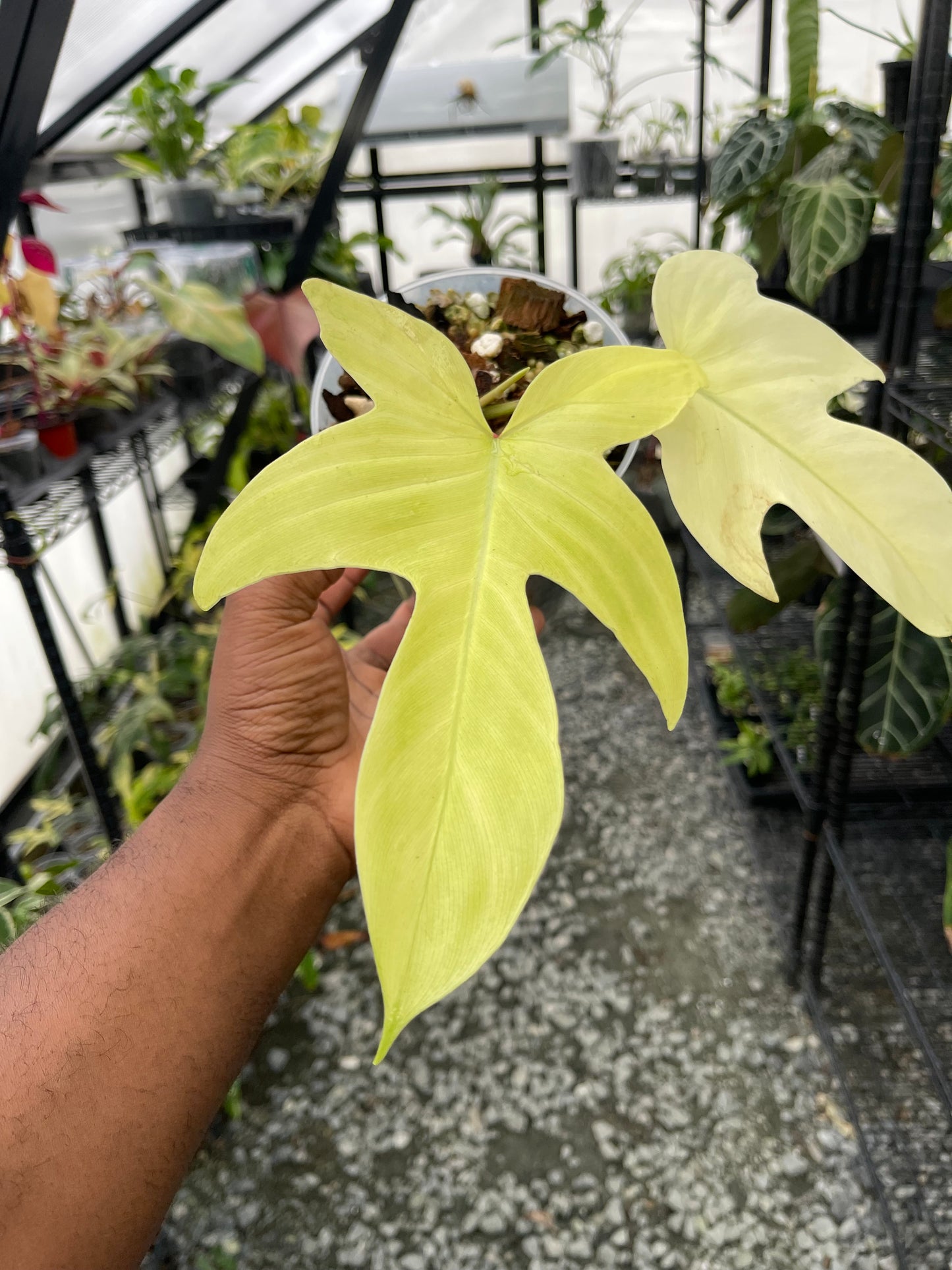 Philodendron Florida Ghost- Grower’s Choice